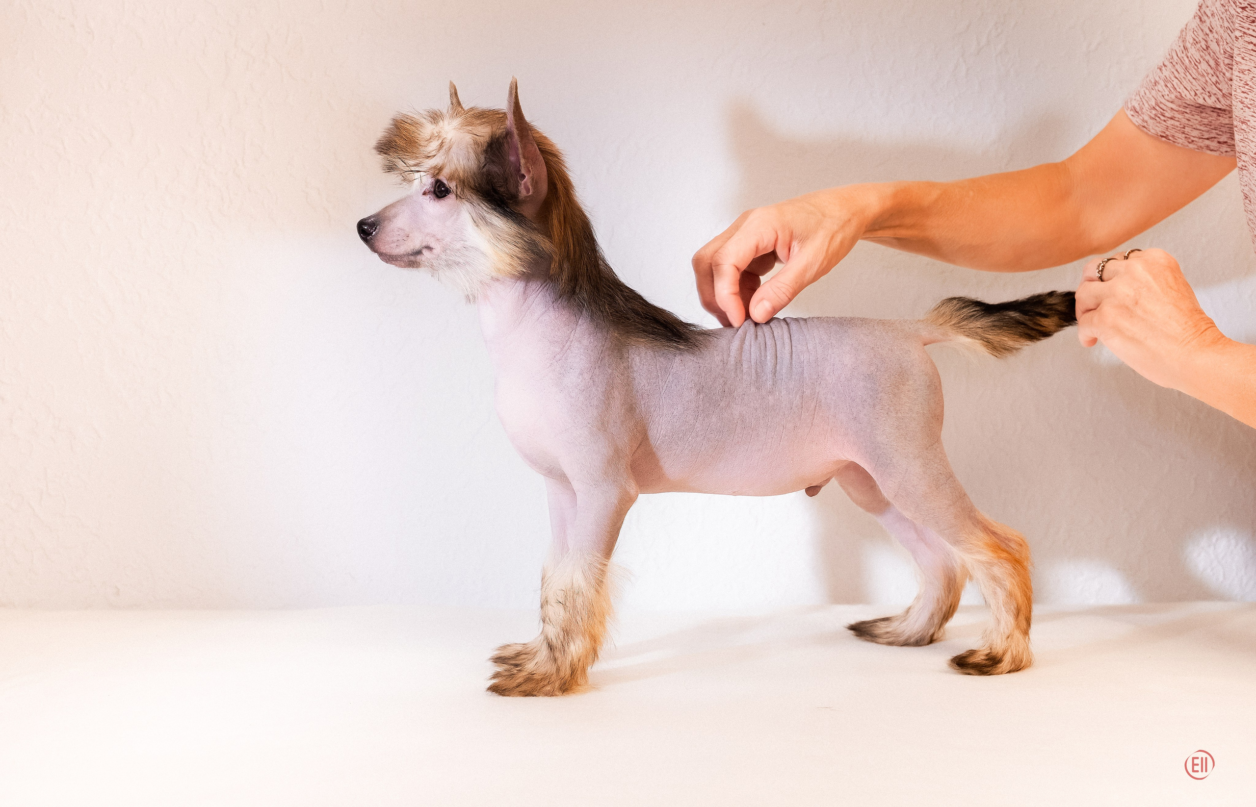 First photo session of the litter “F” of the Laisan Island kennel. Chinese Crested Dog Kennel Poale Ell