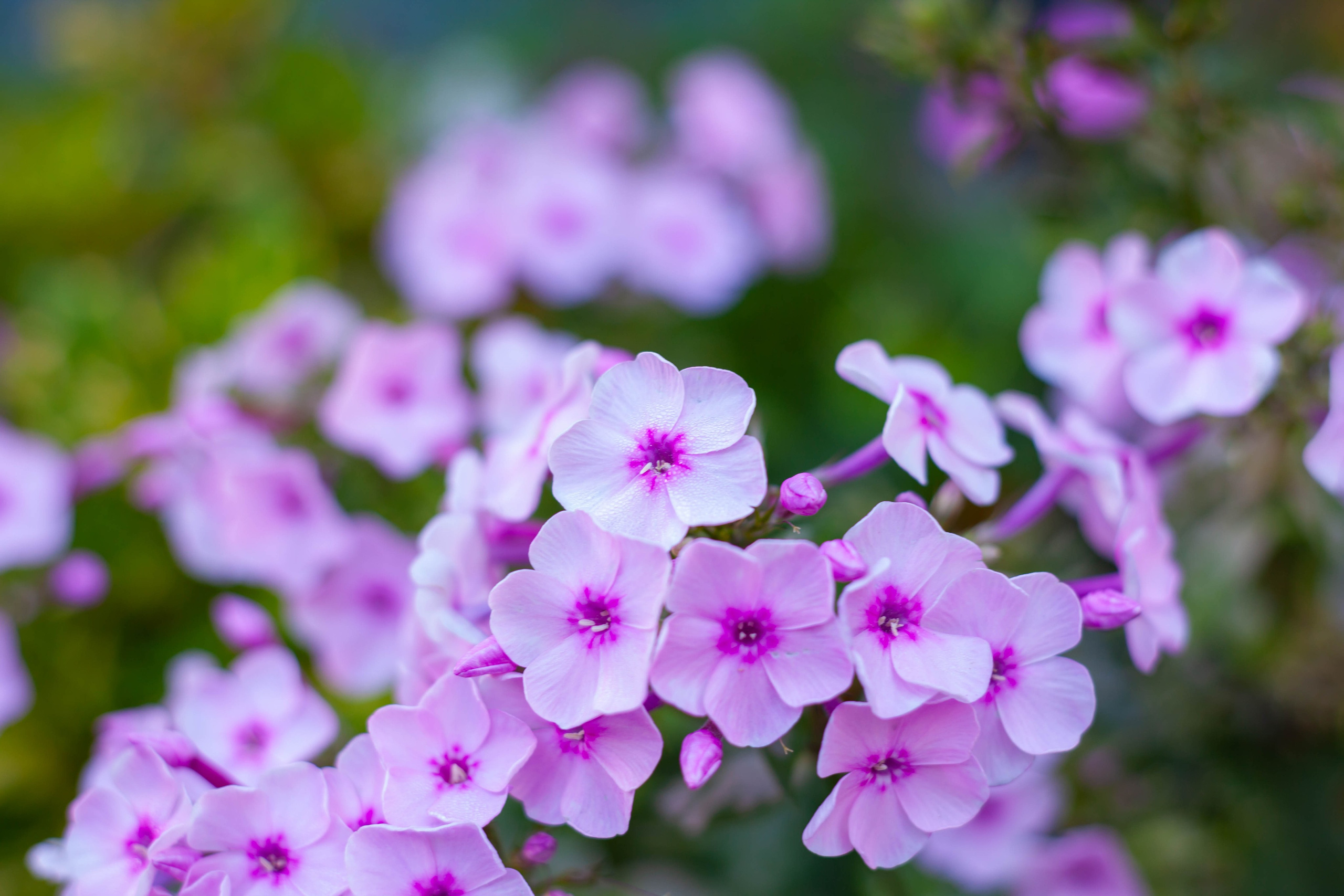 Истории. Slavilada-Лапки. Свет. Любовь… Профессиональная фотосессия питомцев Для памяти, пристройства и продажи. Хабаровск