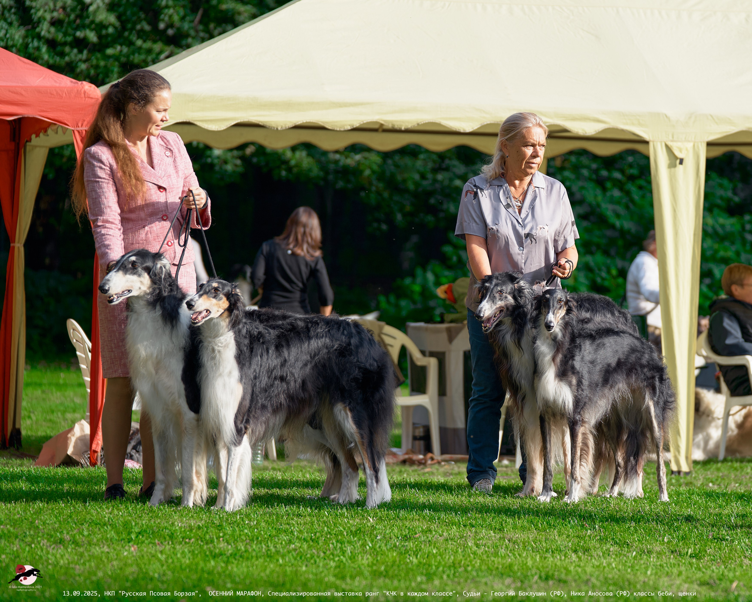 ОСЕННИЙ МАРАФОН | Специализированная выставка породы Русская Псовая Борзая ранг "КЧК в каждом классе"