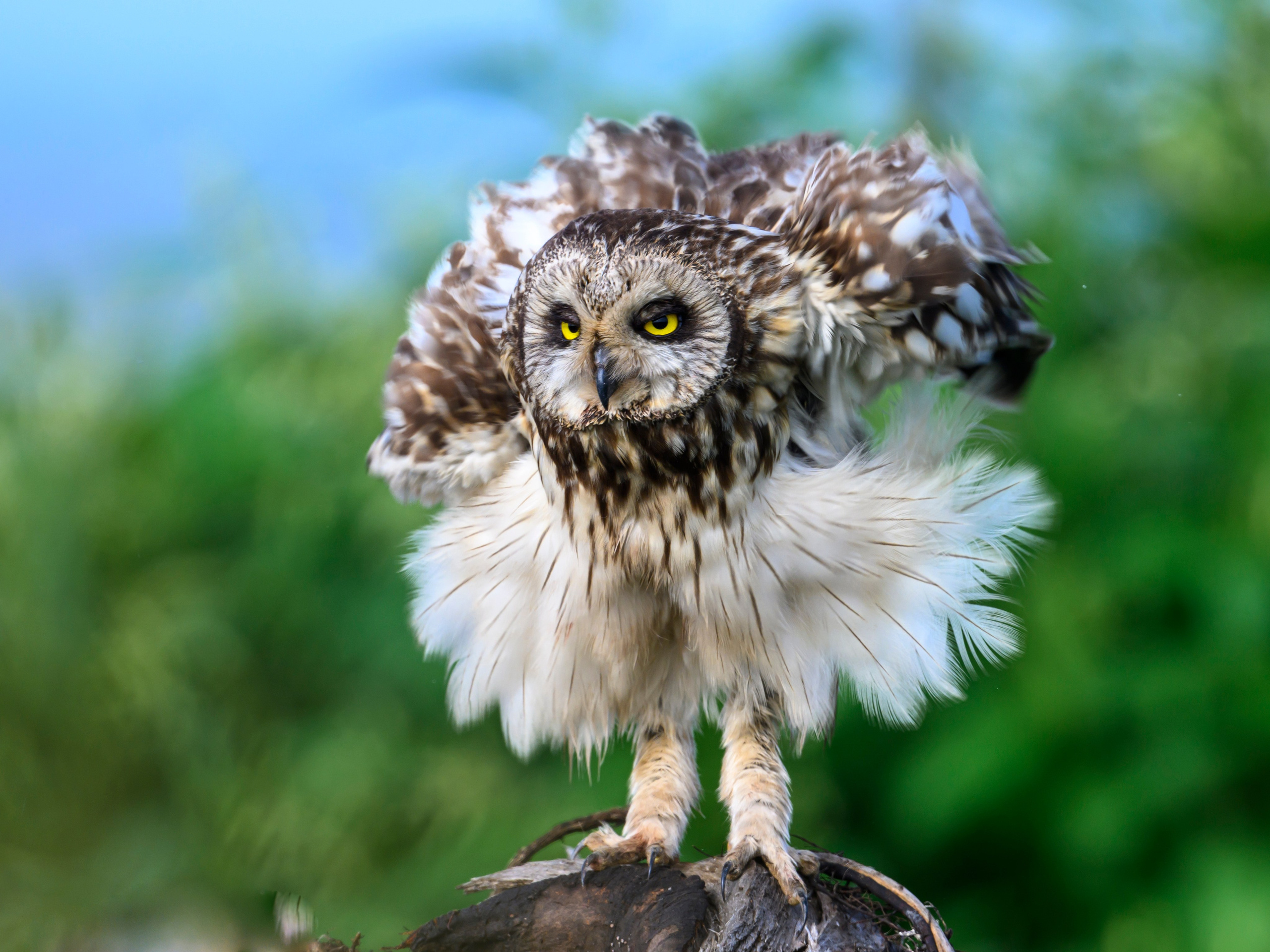 Храбрый совенок | Brave owlet. Фотограф Сергей Пупонин