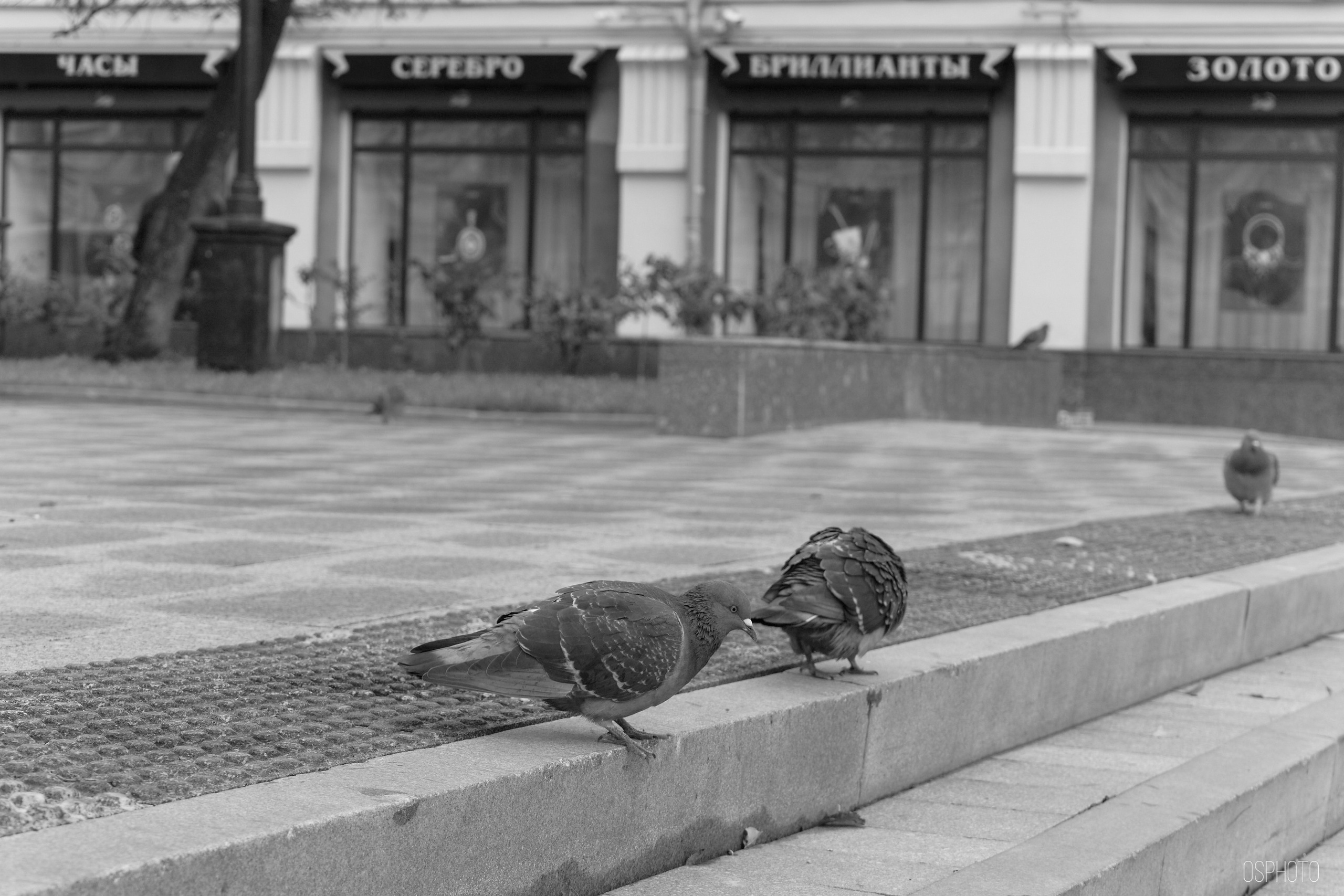 Нижний Новгород. Фотографъ Сергѣевъ. Поймать мгновеніе
