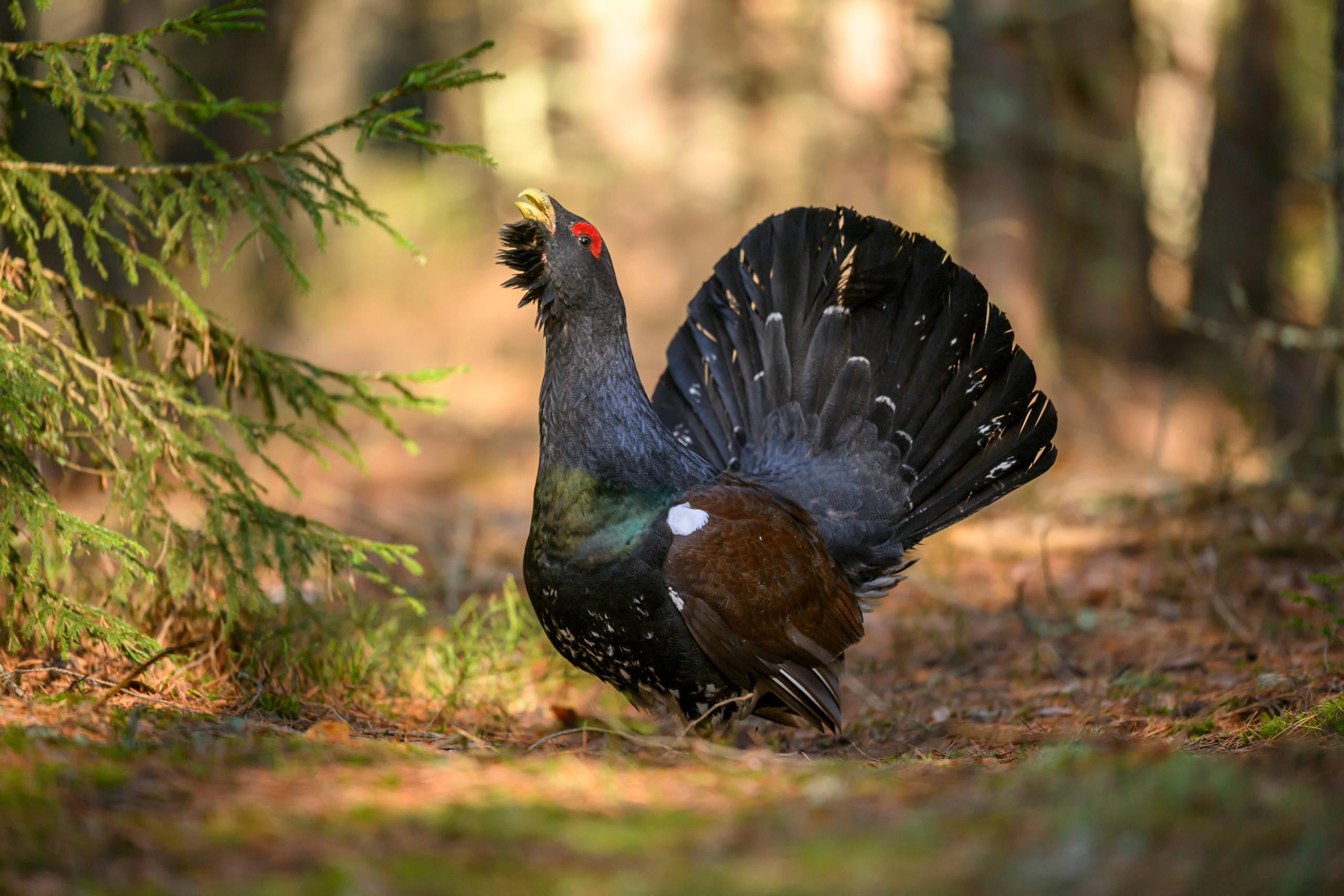 Глухарь / Wood grouse. Фотограф Сергей Пупонин