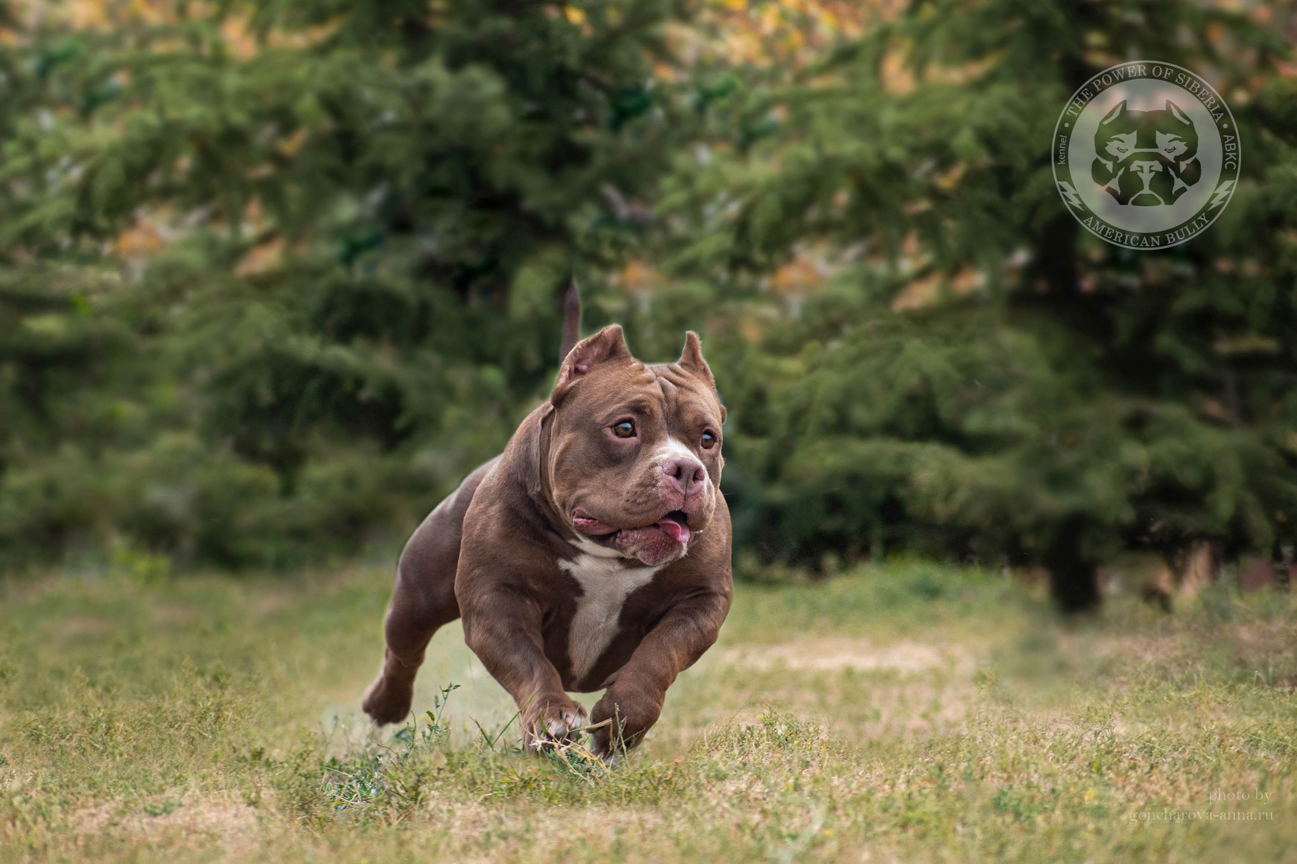 Асти - сука американский булли покет, очень крепкий и массивный покет, в окрасе шоколадный