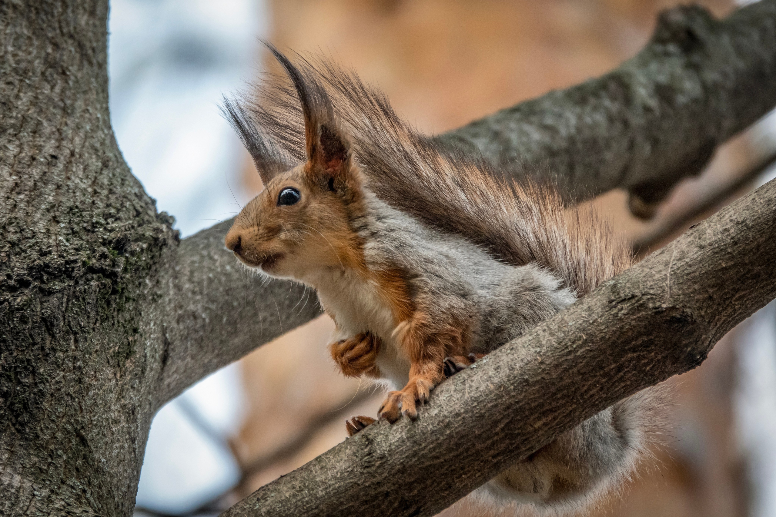 Белочки. Фотограф-анималист в Москве Юлия Лайхо