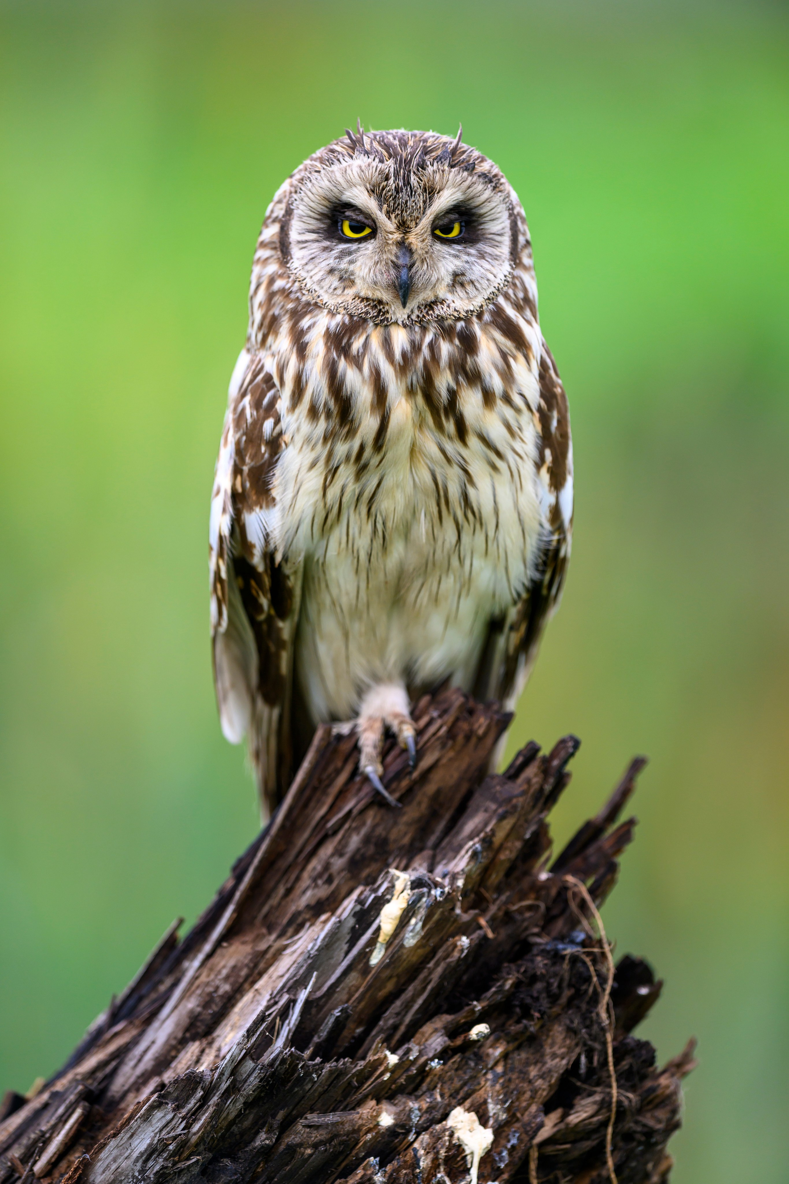 Эмоции совы. The emotions of the Owl. Wildlife photography by Sergey Puponin