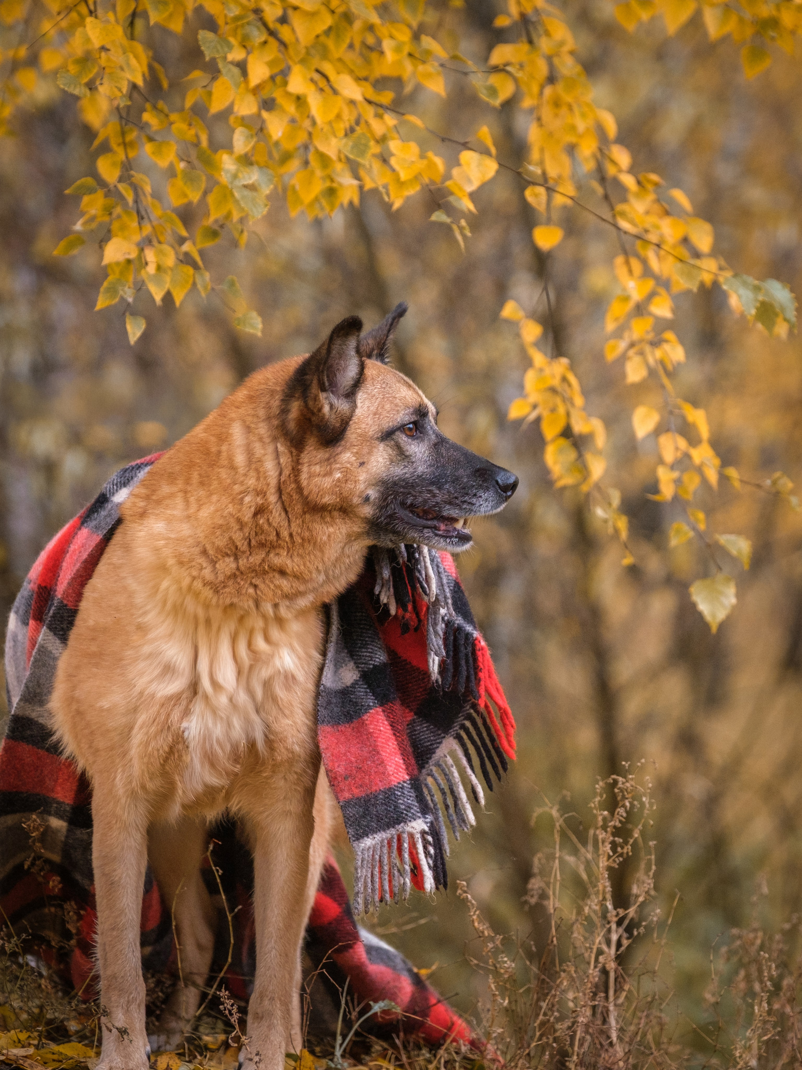 Съемки для пристройства!. Зоофотограф, фотограф животных в Москве и области Дина Дамоцева