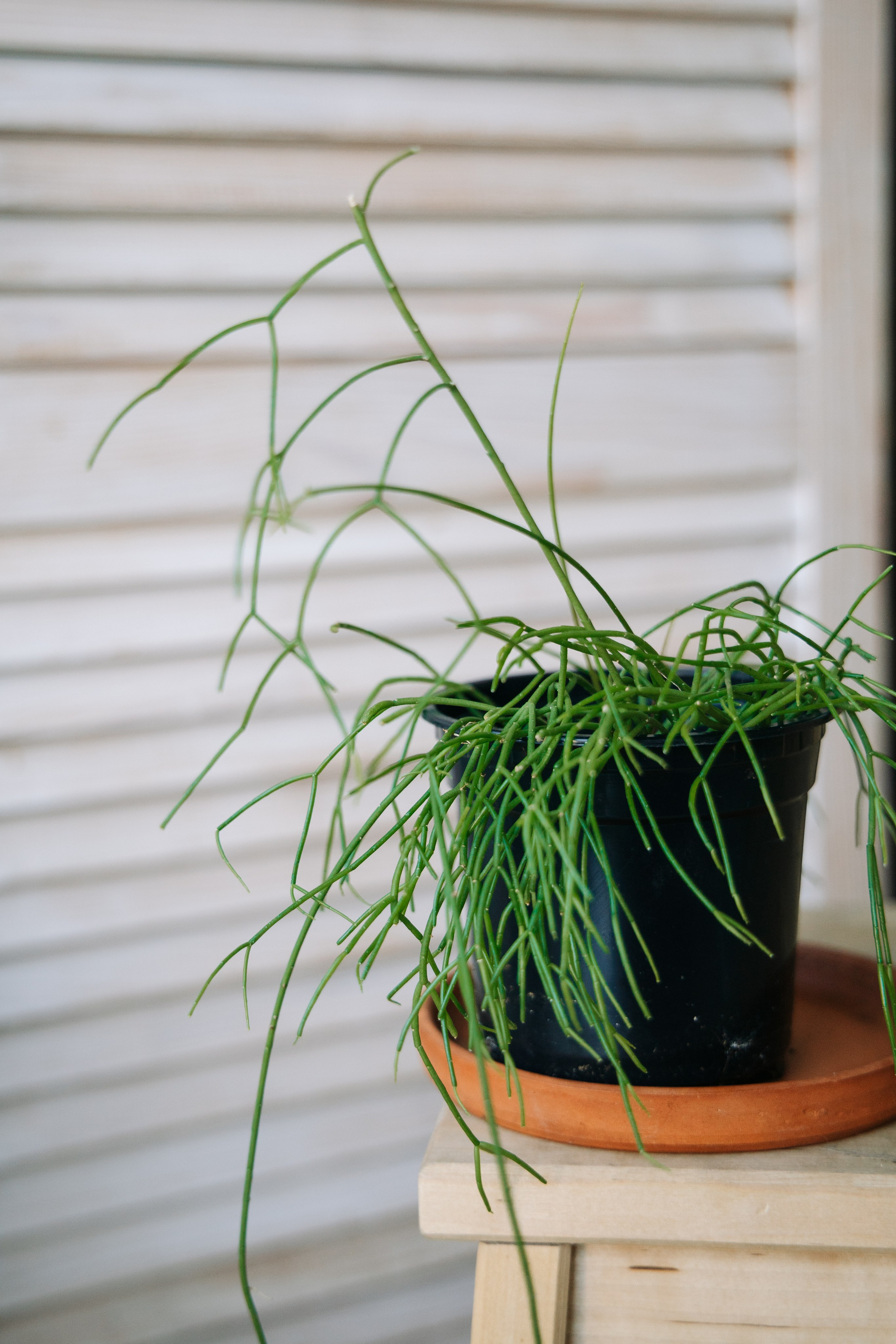 ОЗЕЛЕНЕНИЕ СРЕДЫ. Студия цветов в Санкт-Петербурге Ирины Гуриной