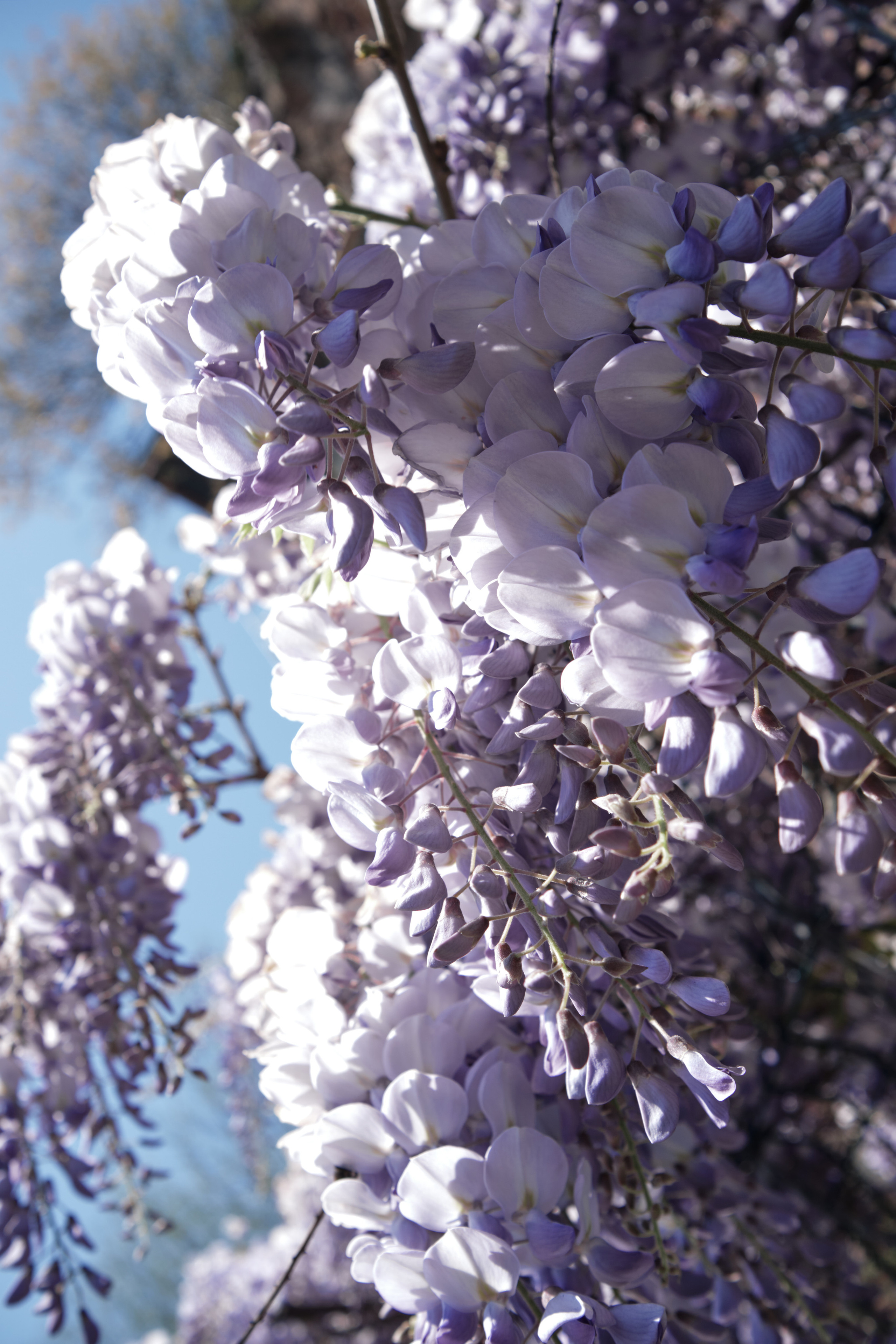 Весенняя поездка в Стамбул. Фотографии. Елена Павленко. Фотограф. Москва