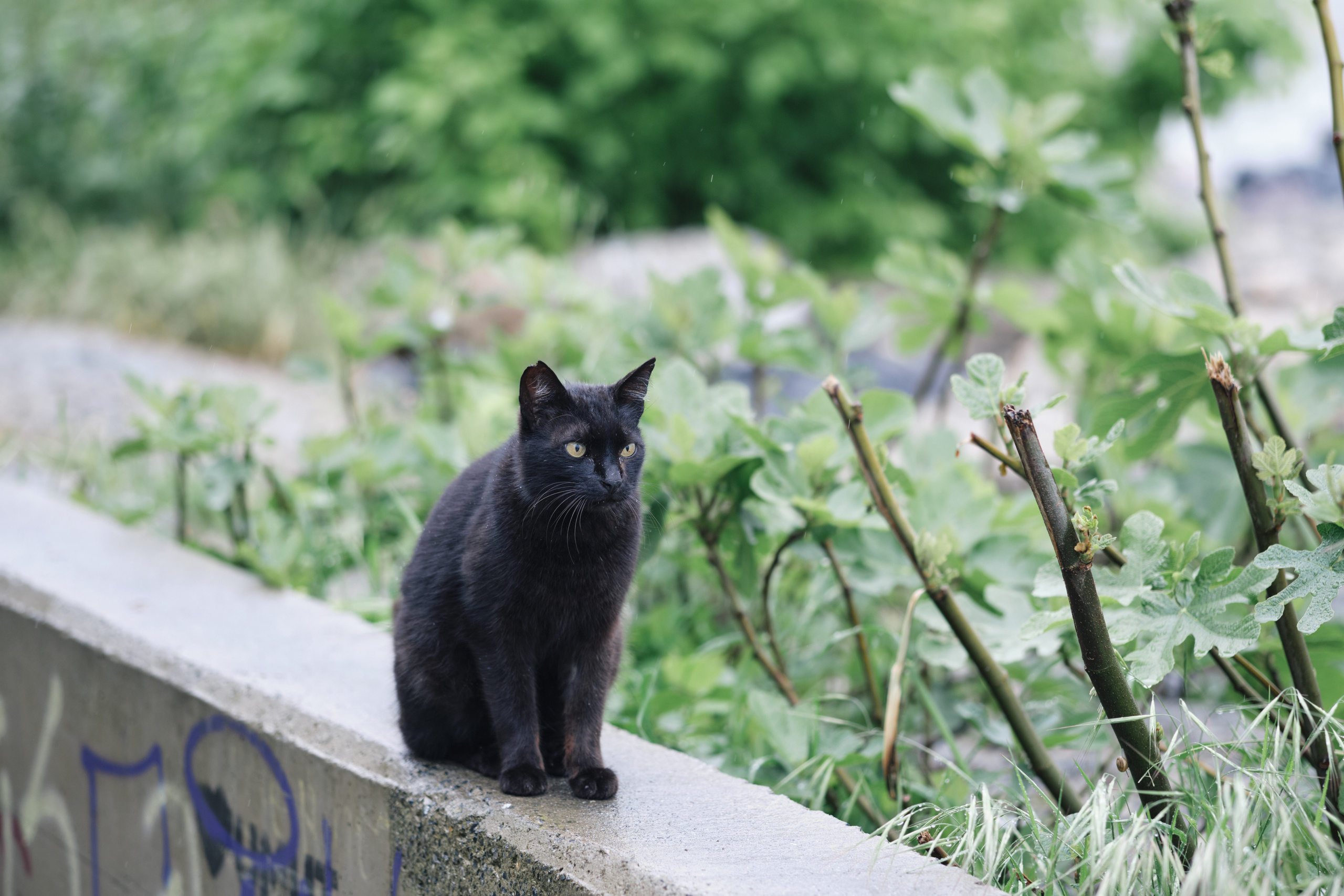 Весенняя поездка в Стамбул. Фотографии. Елена Павленко. Фотограф. Москва
