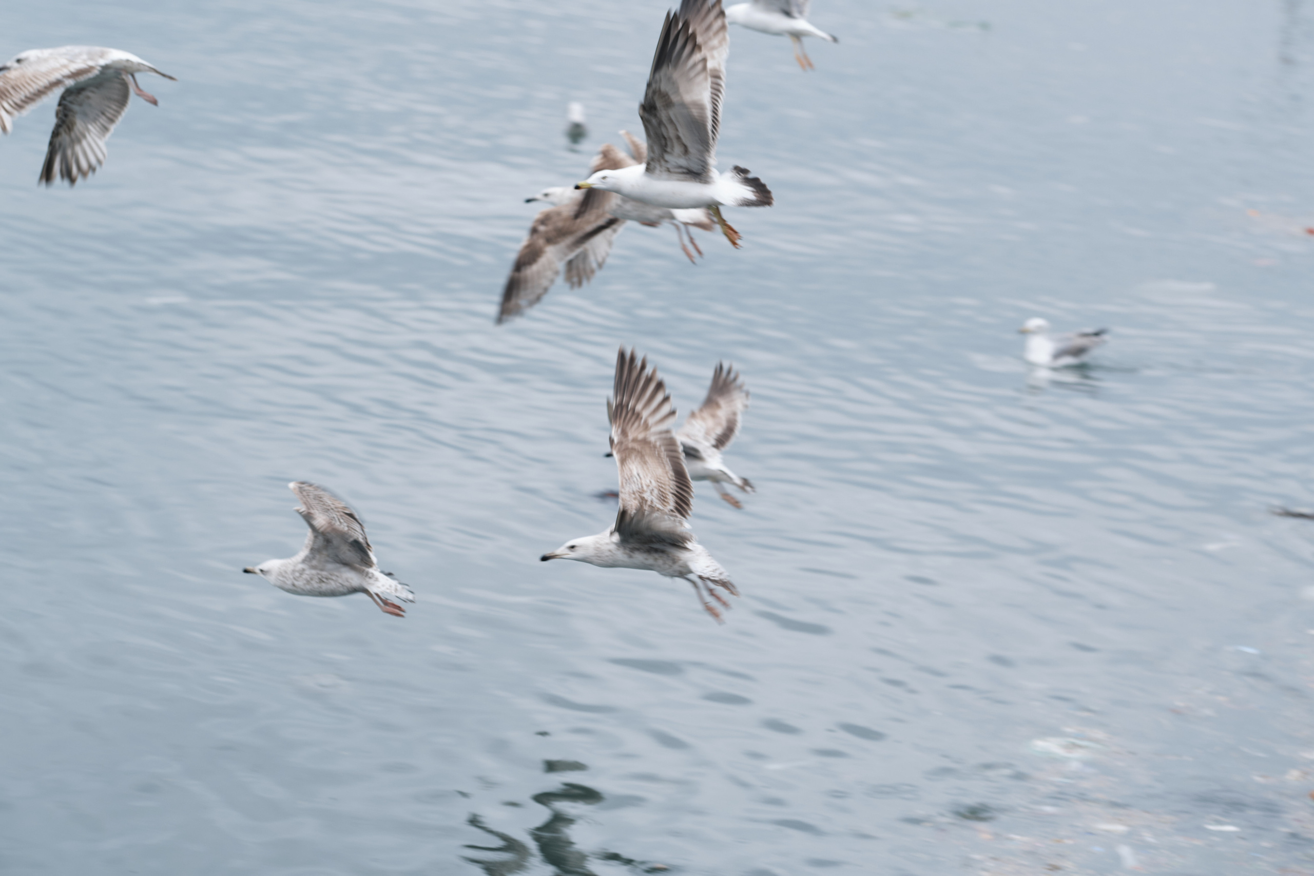 Весенняя поездка в Стамбул. Фотографии. Елена Павленко. Фотограф. Москва