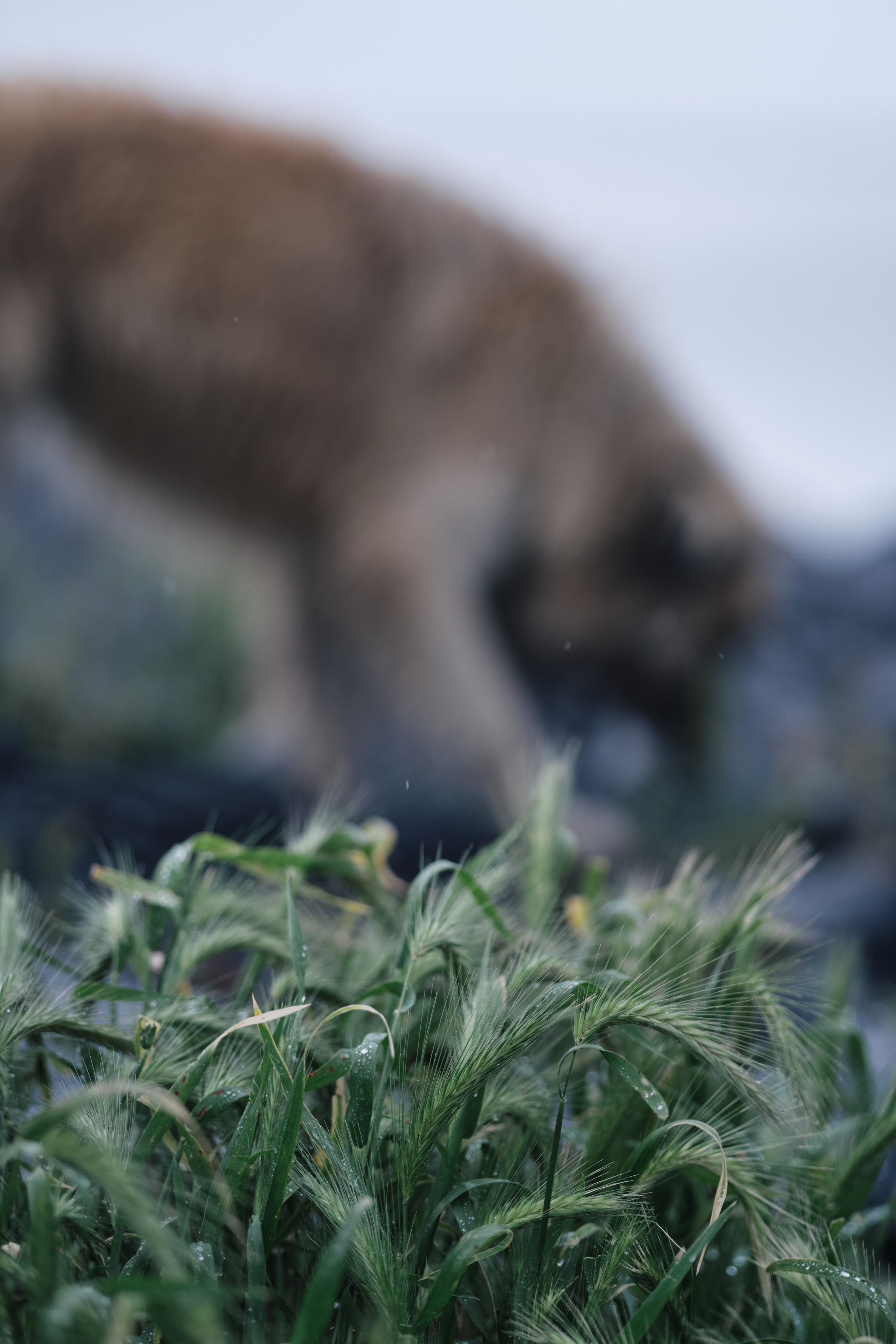 Весенняя поездка в Стамбул. Фотографии. Елена Павленко. Фотограф. Москва