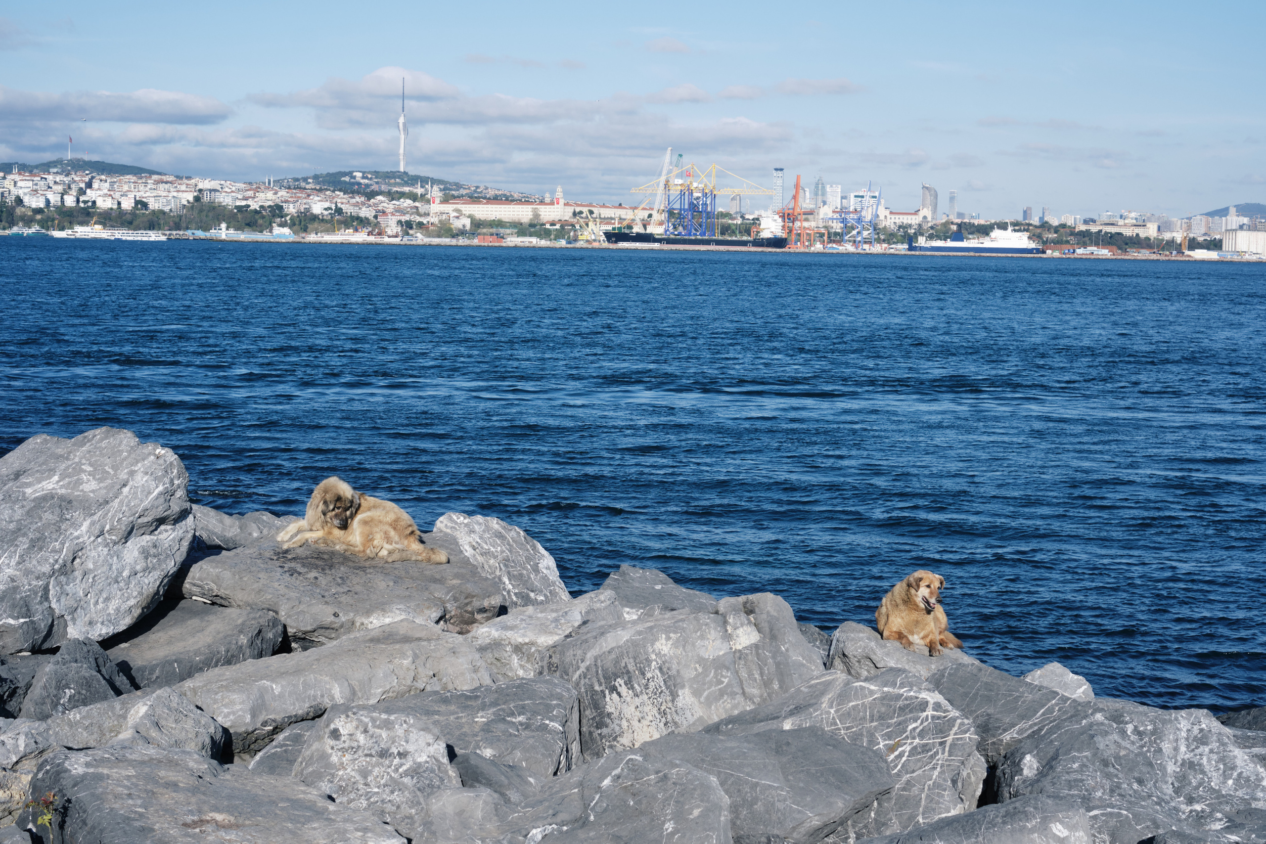Весенняя поездка в Стамбул. Фотографии. Елена Павленко. Фотограф. Москва