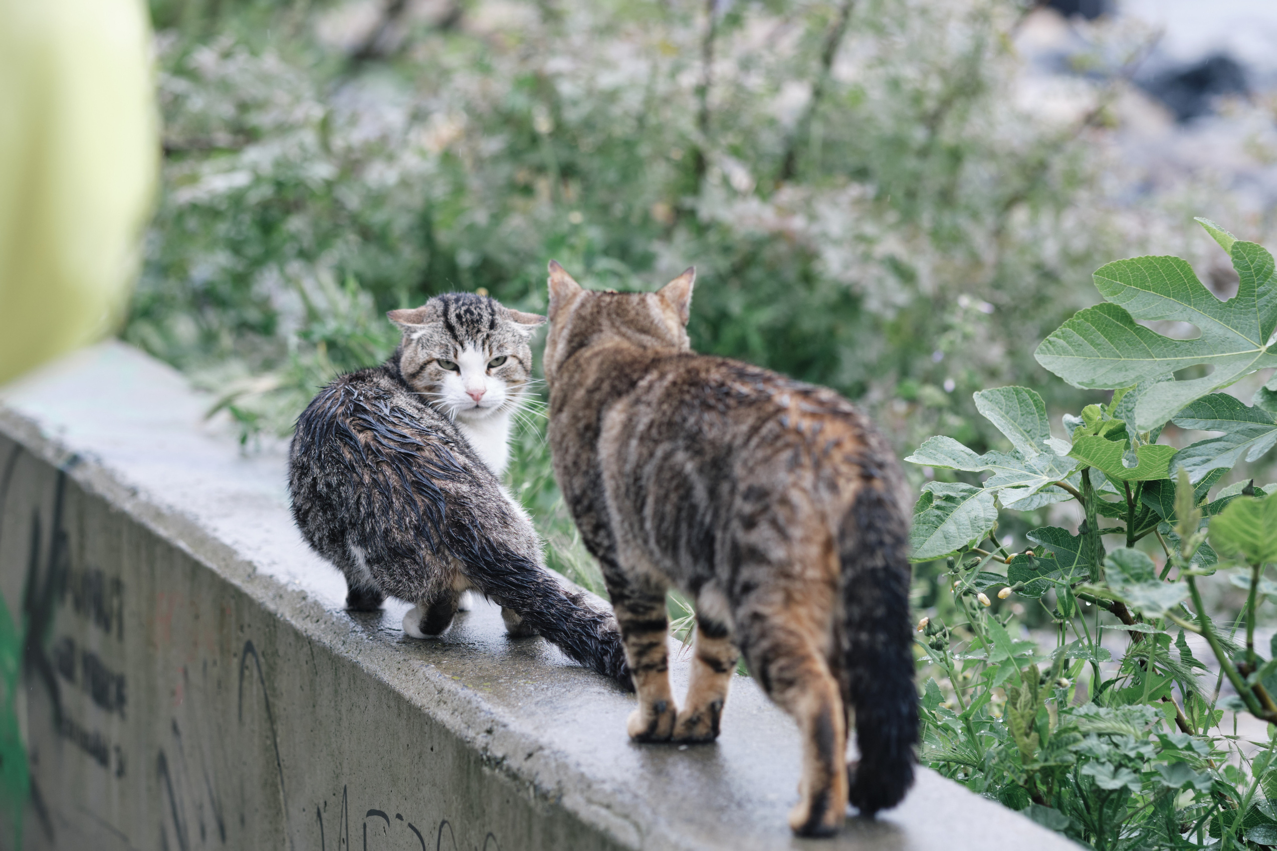 Весенняя поездка в Стамбул. Фотографии. Елена Павленко. Фотограф. Москва