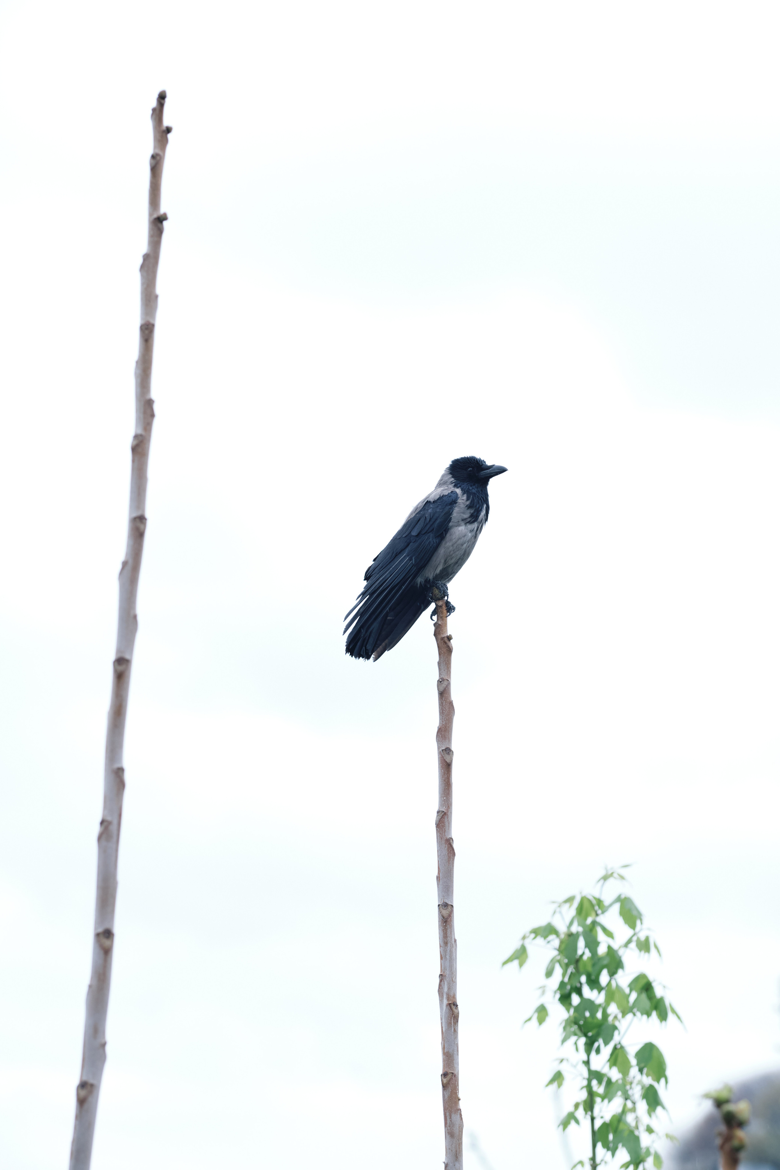 Весенняя поездка в Стамбул. Фотографии. Елена Павленко. Фотограф. Москва