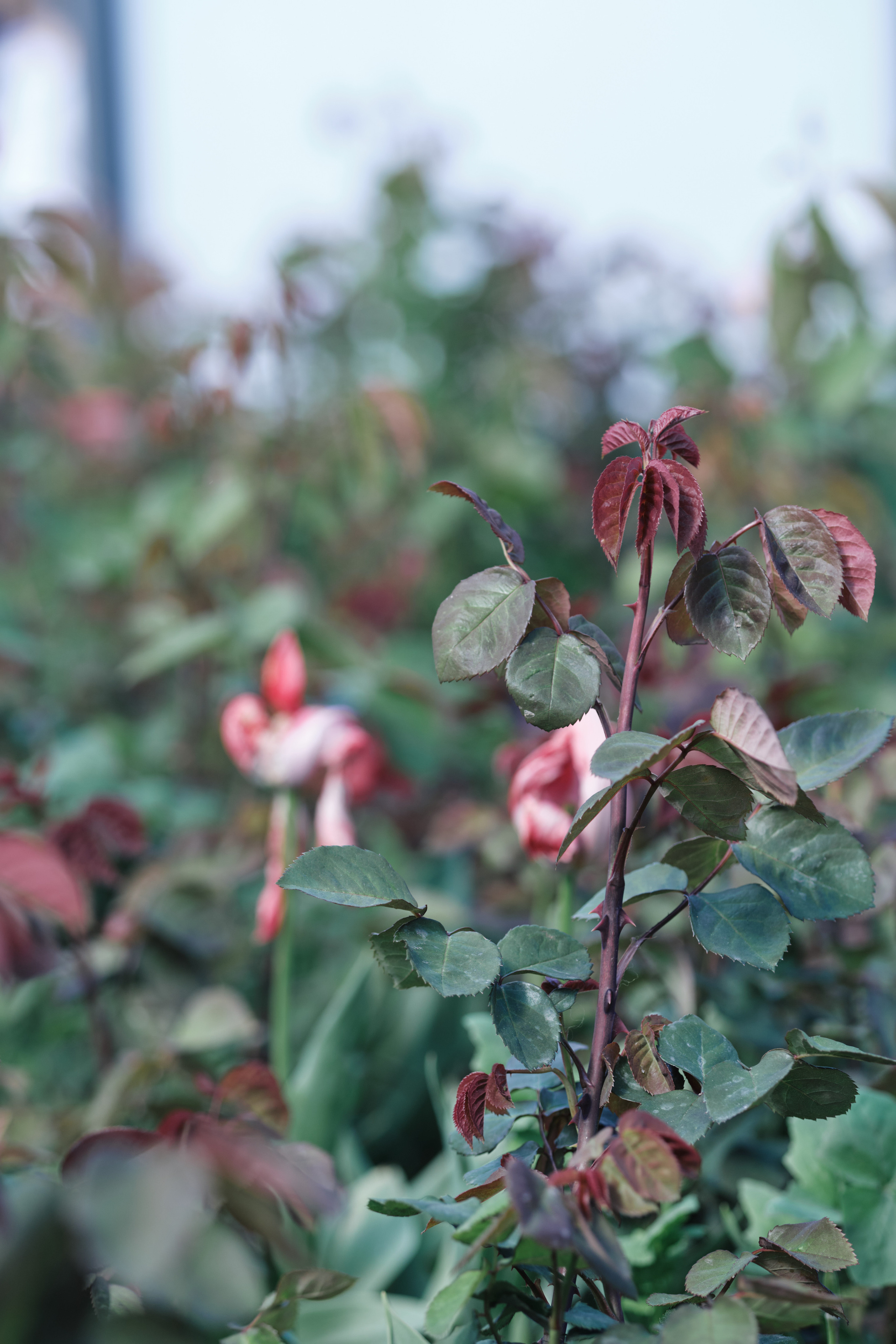 Весенняя поездка в Стамбул. Фотографии. Елена Павленко. Фотограф. Москва
