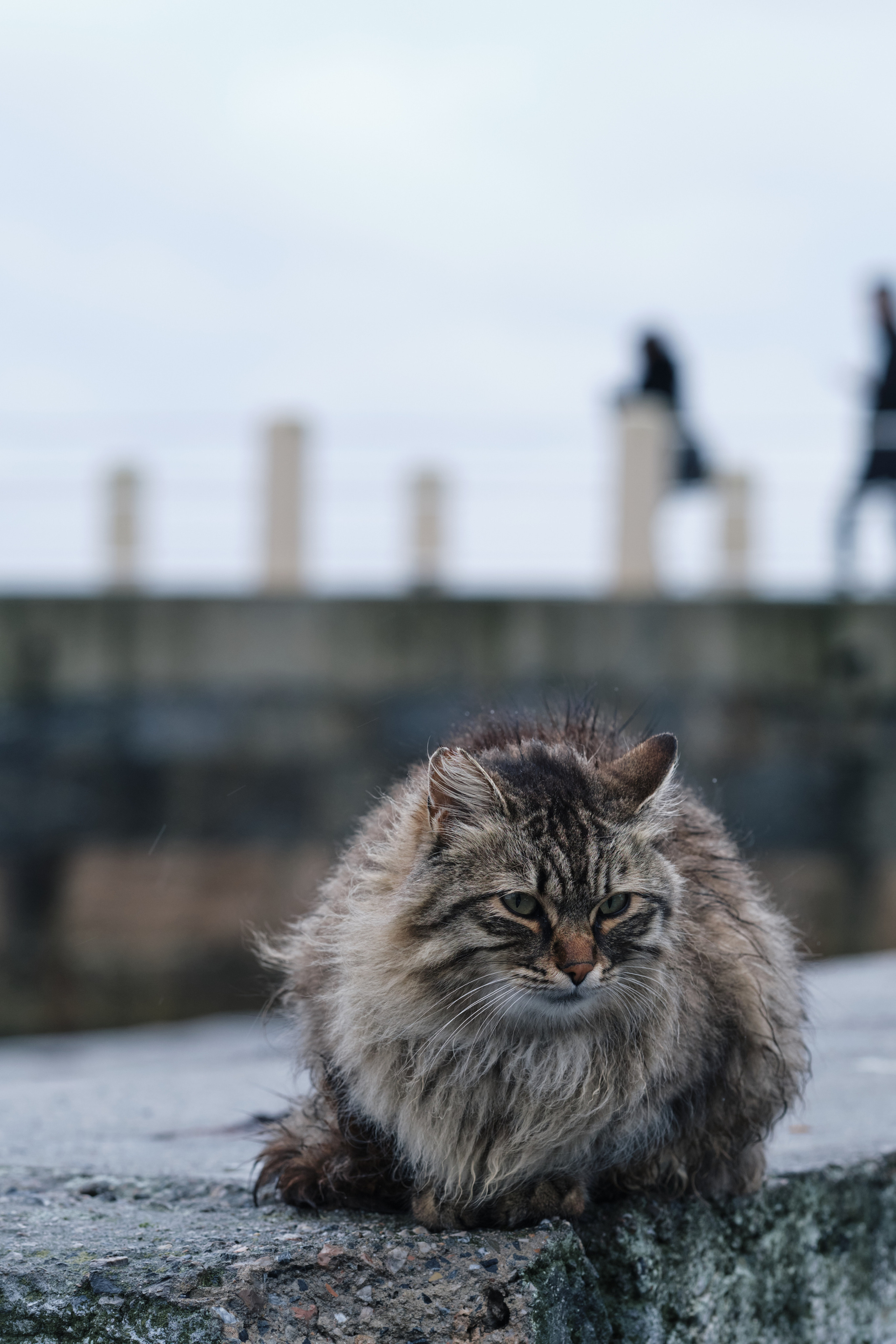 Весенняя поездка в Стамбул. Фотографии. Елена Павленко. Фотограф. Москва