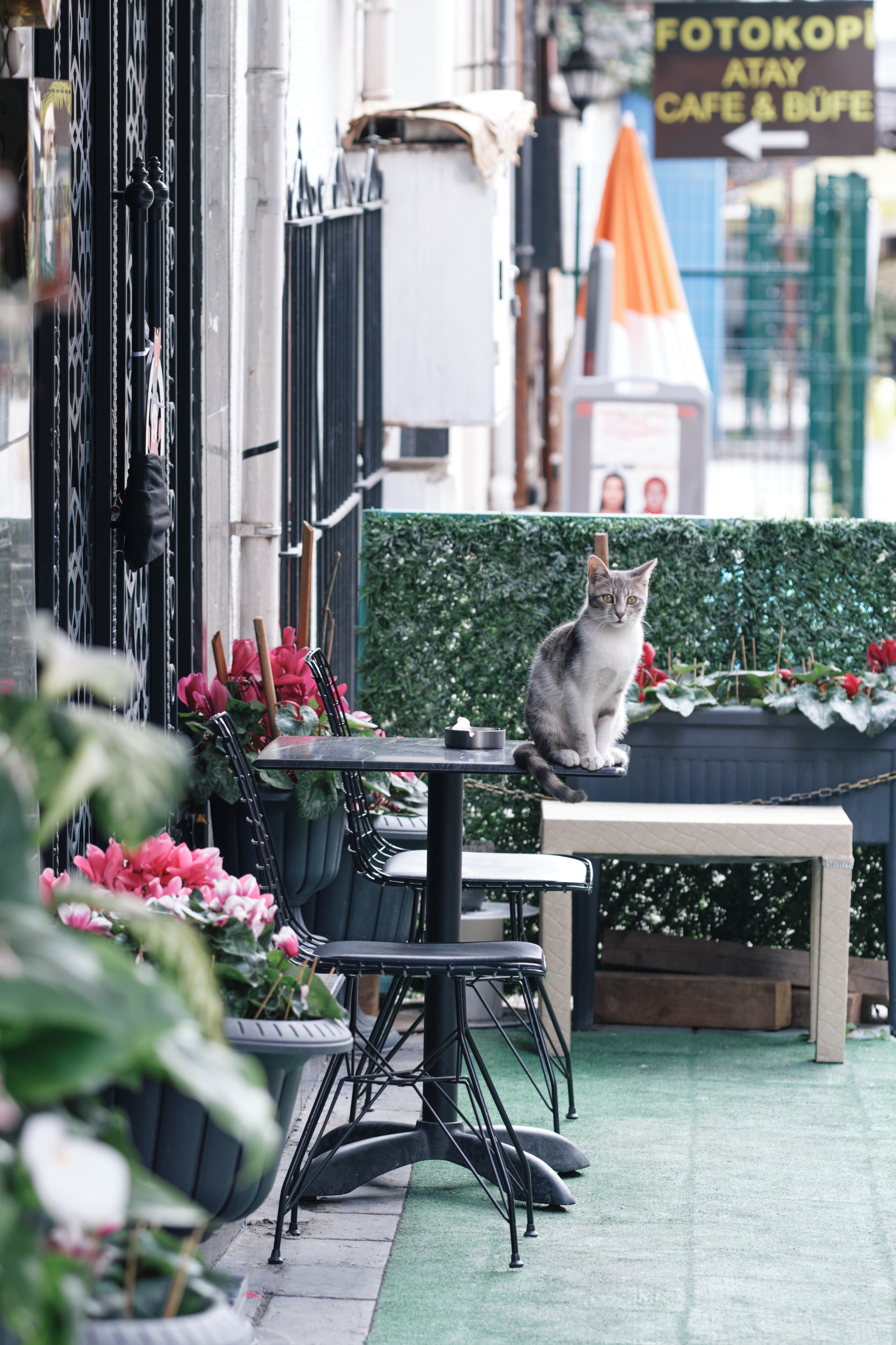 Весенняя поездка в Стамбул. Фотографии. Елена Павленко. Фотограф. Москва
