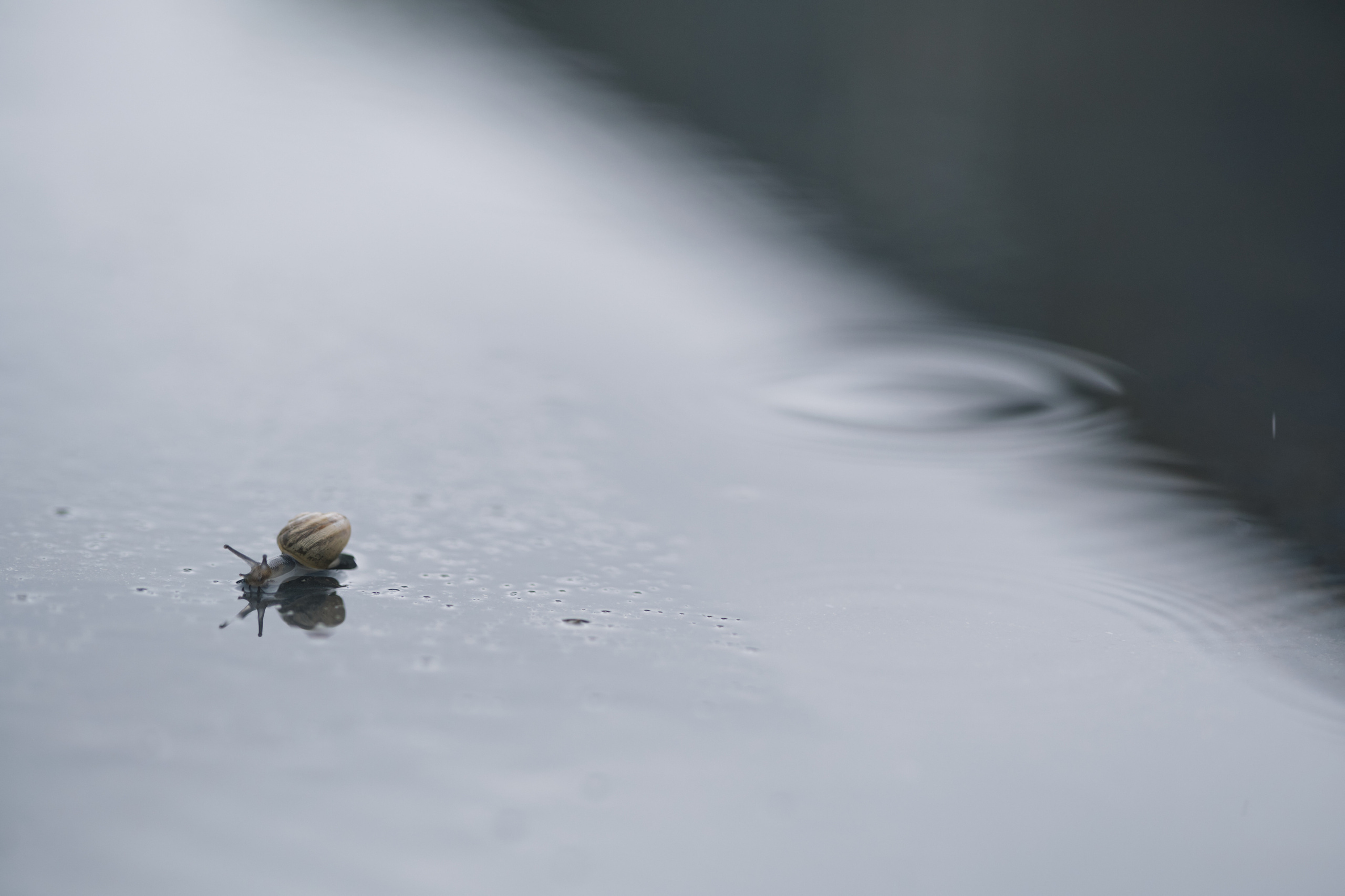 Весенняя поездка в Стамбул. Фотографии. Елена Павленко. Фотограф. Москва