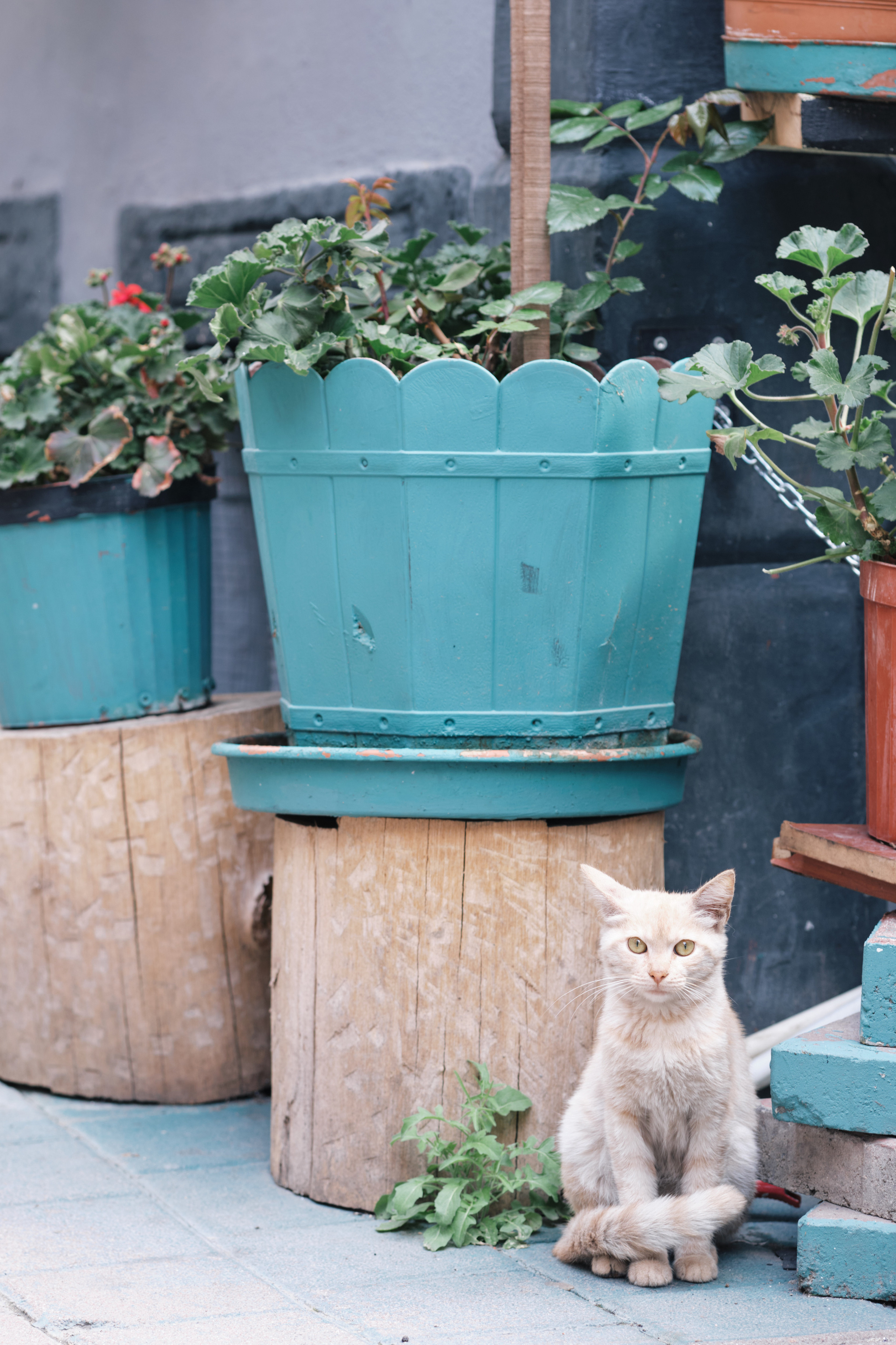 Весенняя поездка в Стамбул. Фотографии. Елена Павленко. Фотограф. Москва