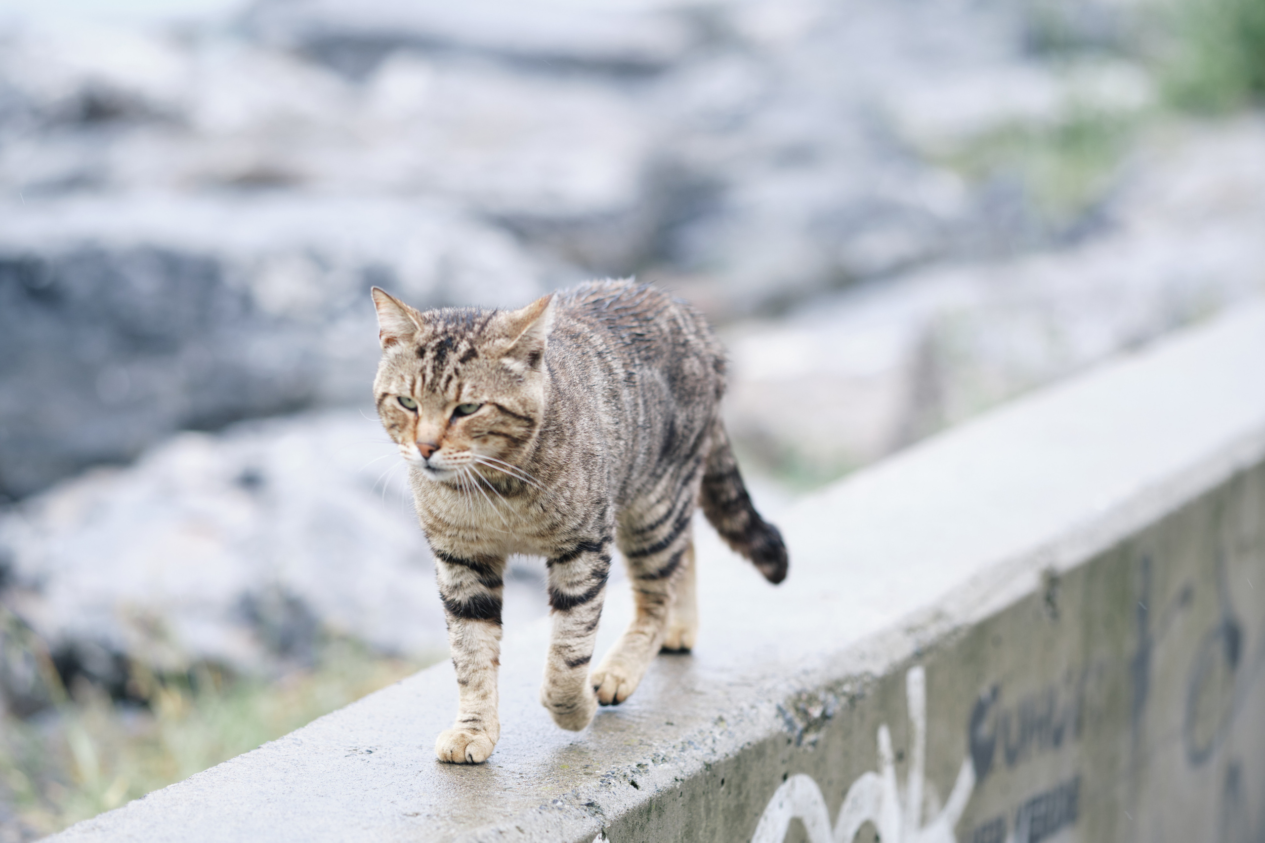 Весенняя поездка в Стамбул. Фотографии. Елена Павленко. Фотограф. Москва