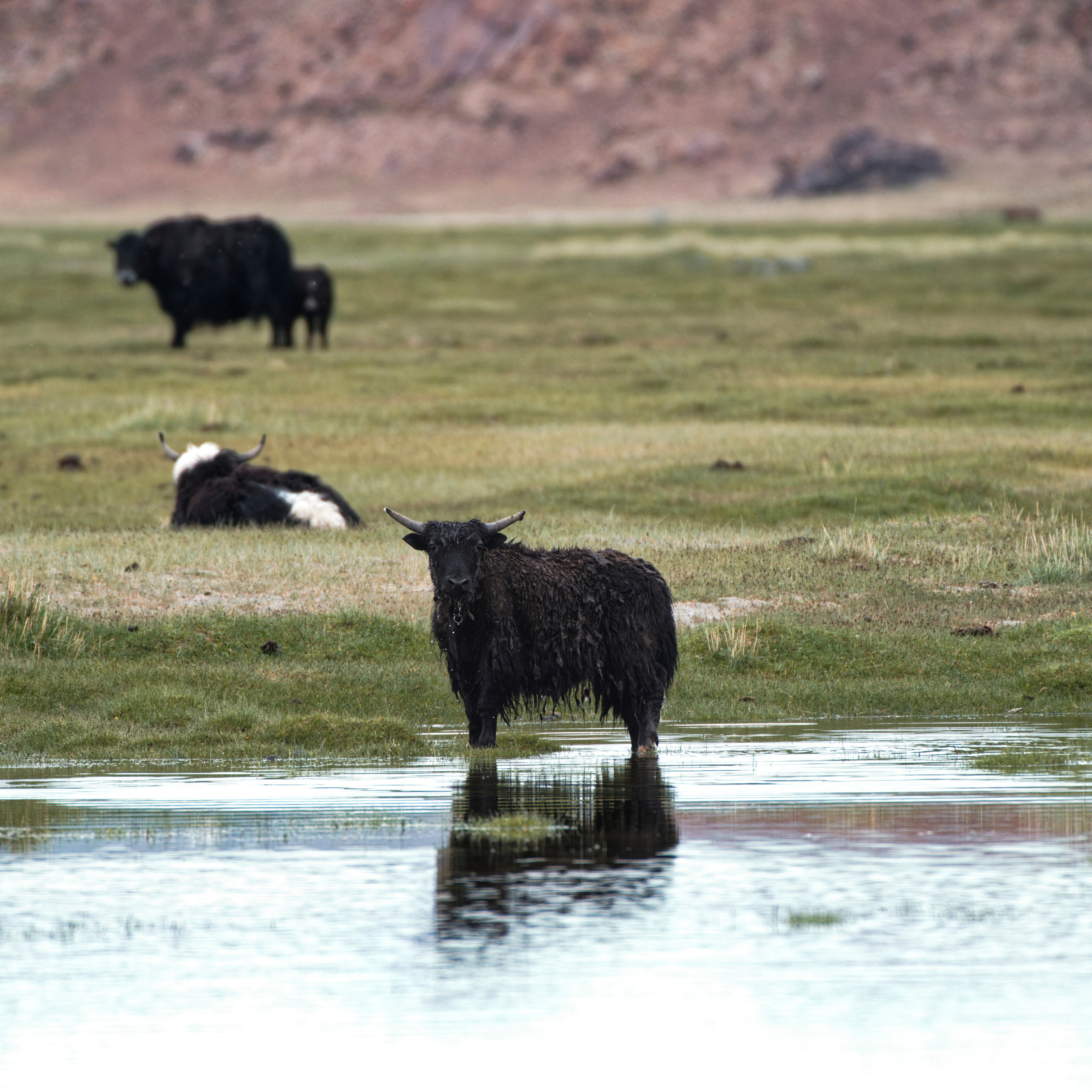 Экспедиция в Монголию (котловина больших озер). Семоха Валерий. Фотограф