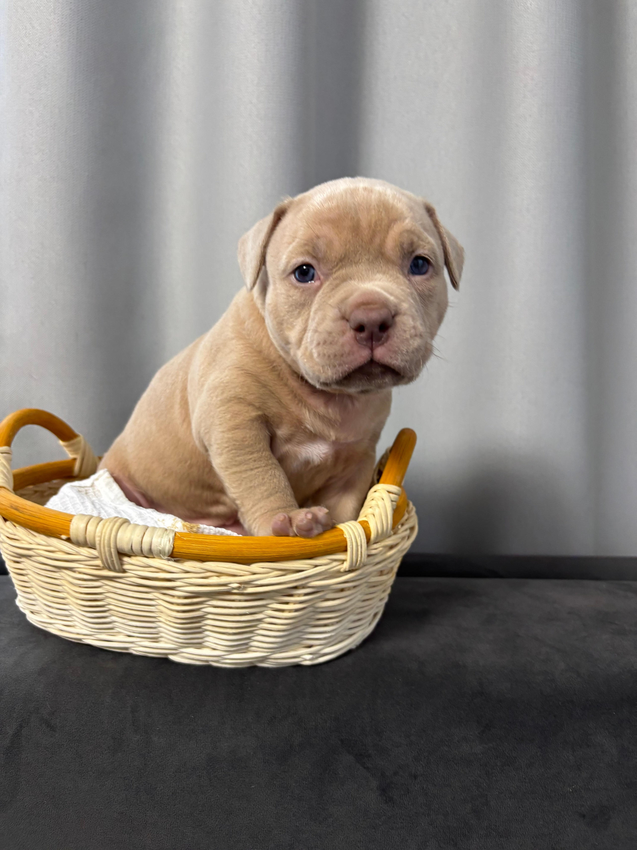 Помет Рич и Дося 04.02.25. Американский Булли в г. Ростов-на-Дону. Питомник THE POWER OF SIBERIA