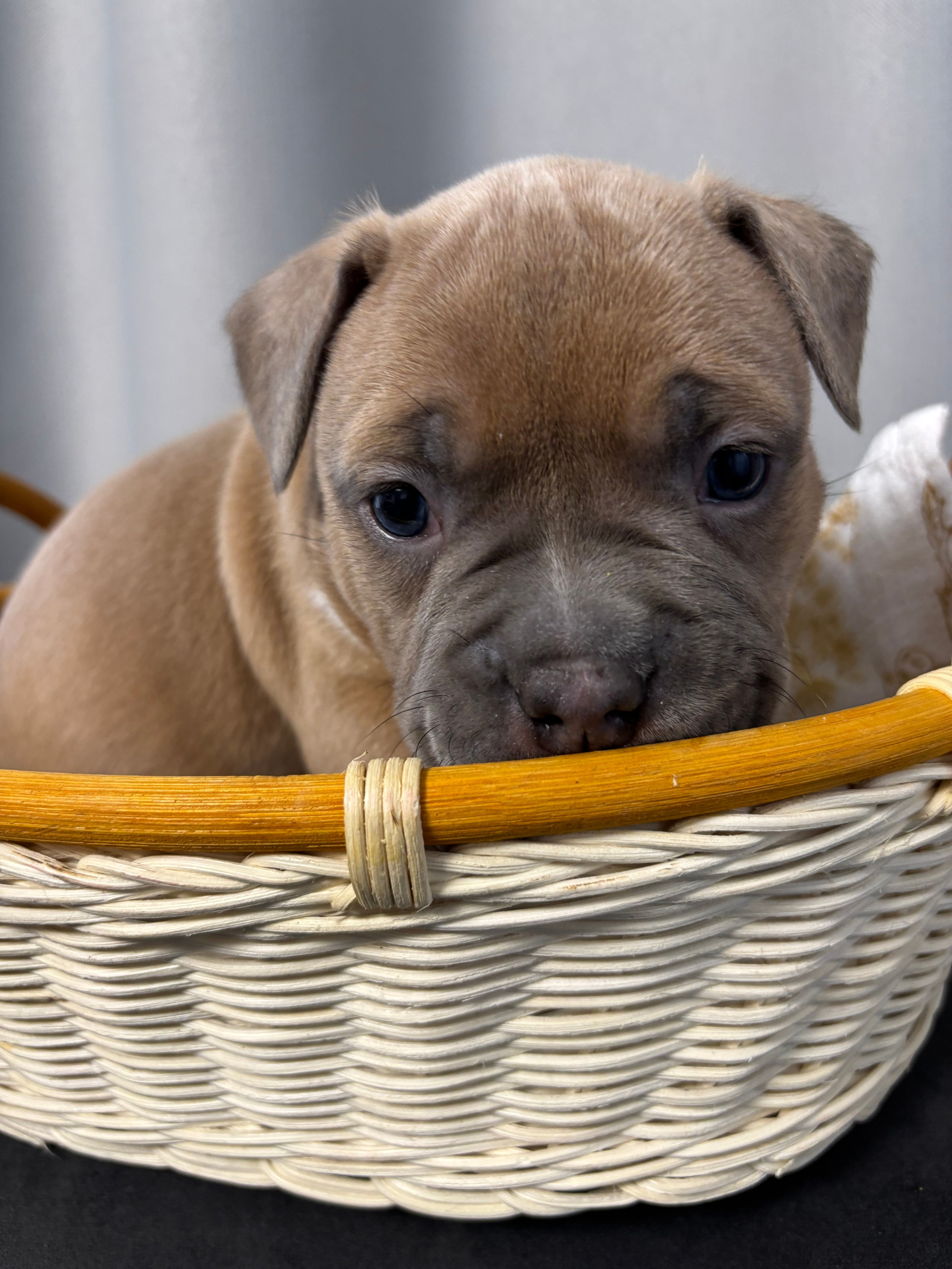 Помет Рич и Дося 04.02.25. Американский Булли в г. Ростов-на-Дону. Питомник THE POWER OF SIBERIA