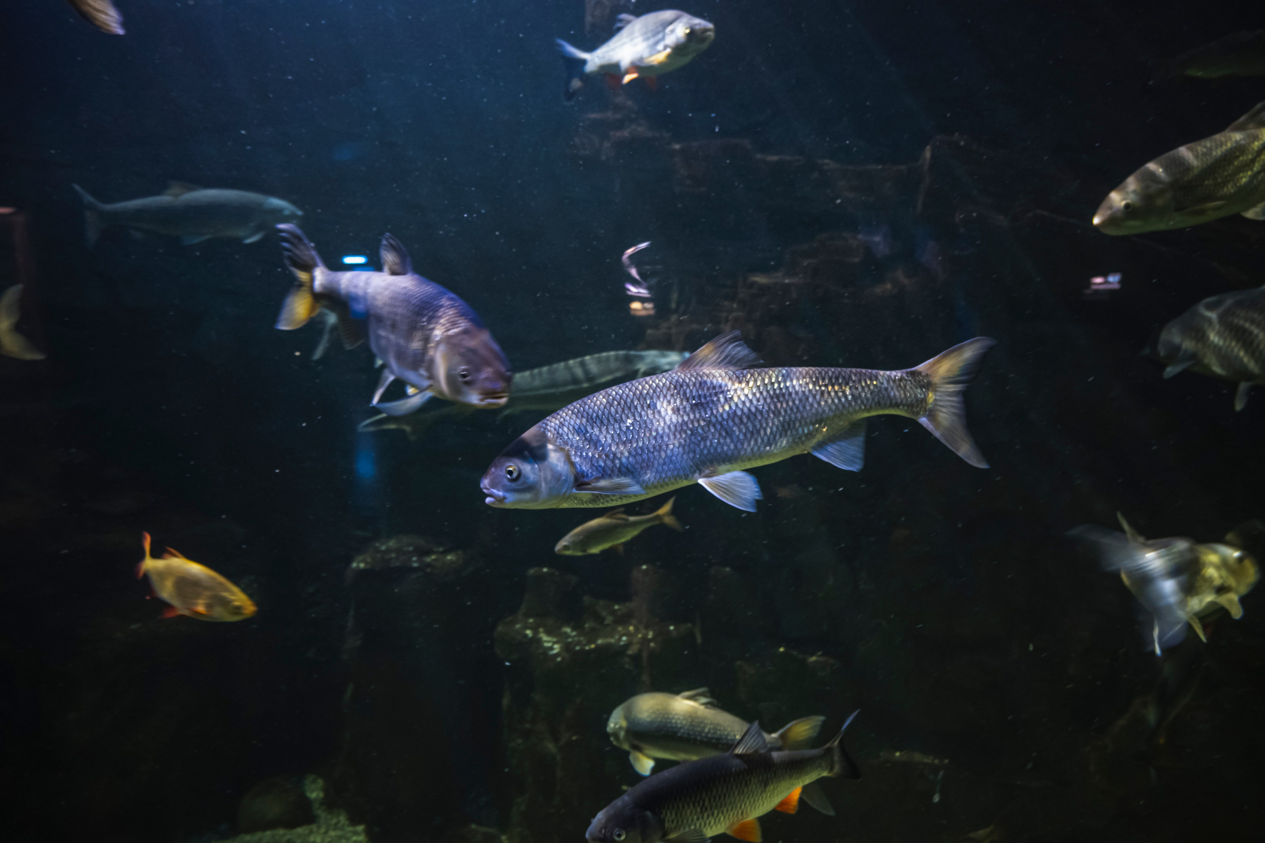 Москвариум. Фотограф Роман Адлер