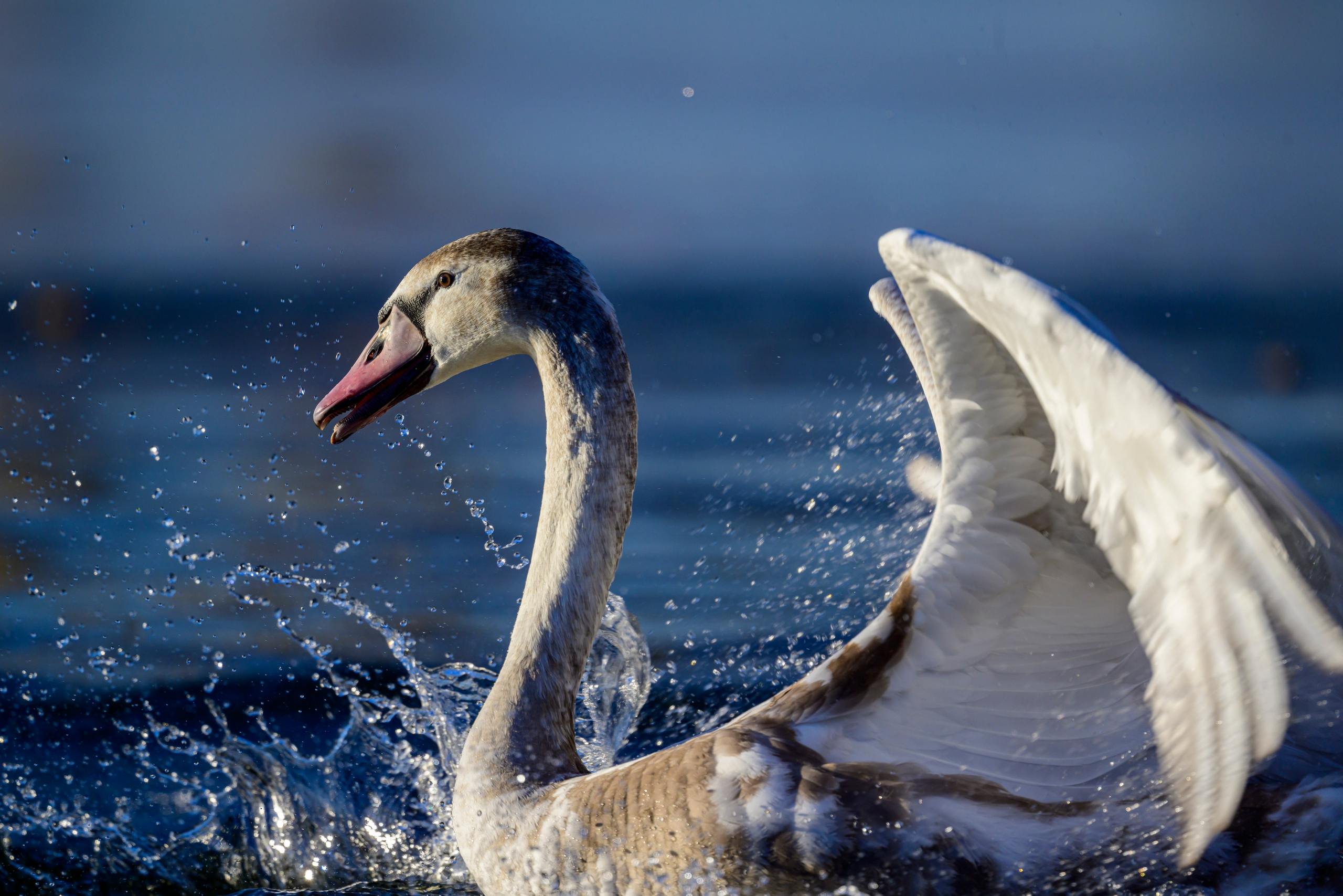 Нырки, пеганки, лебеди. Pochards, shelducks, swans. Wildlife photography by Sergey Puponin