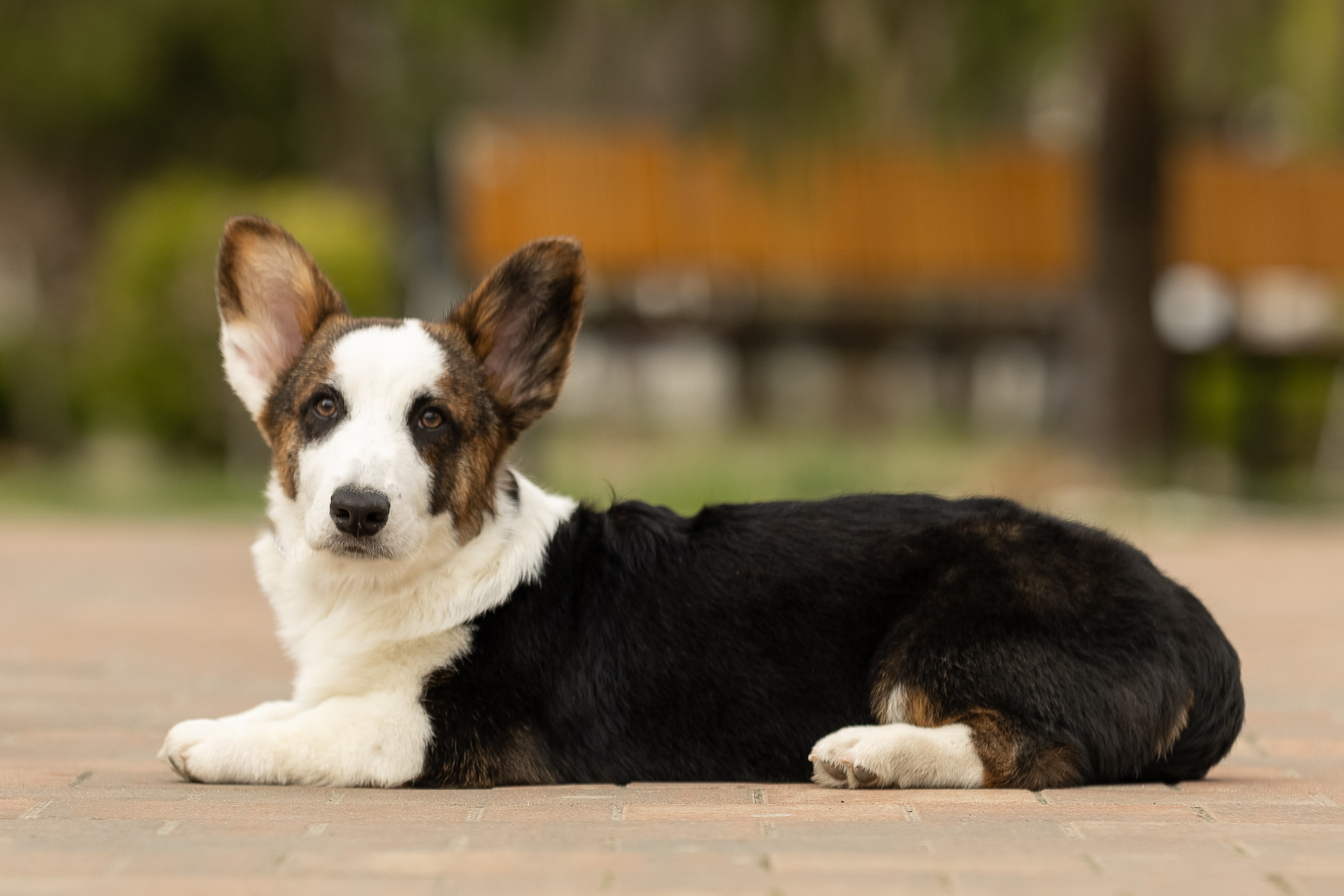 Купить щенка вельш корги кардиган из питомника Ice Fantasy. Купить щенка Вельш-корги-кардиган в семейном питомнике — Ice Fantasy