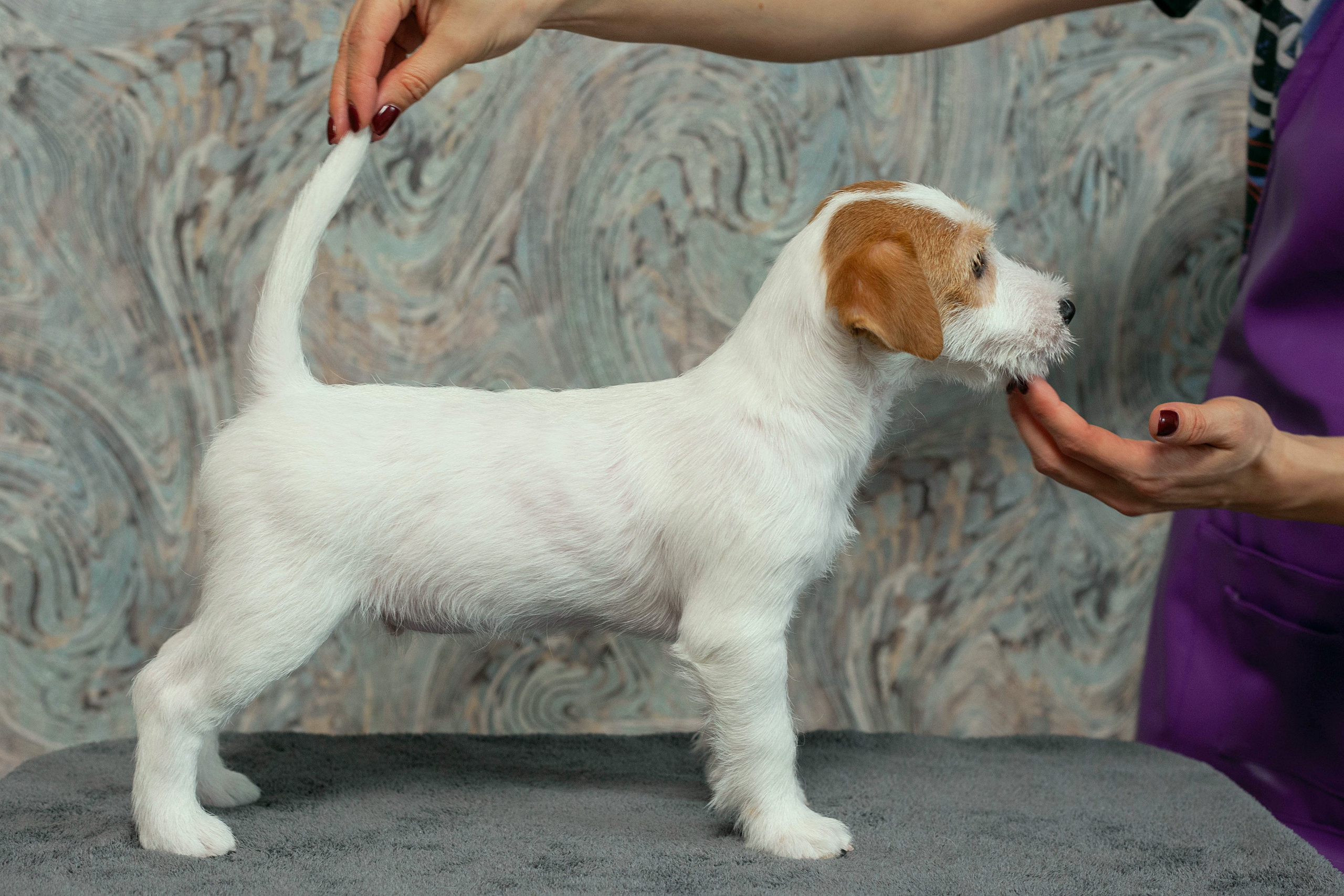 Щенки. Slavilada-Лапки. Свет. Любовь… Профессиональная фотосессия питомцев Для памяти, пристройства и продажи. Хабаровск