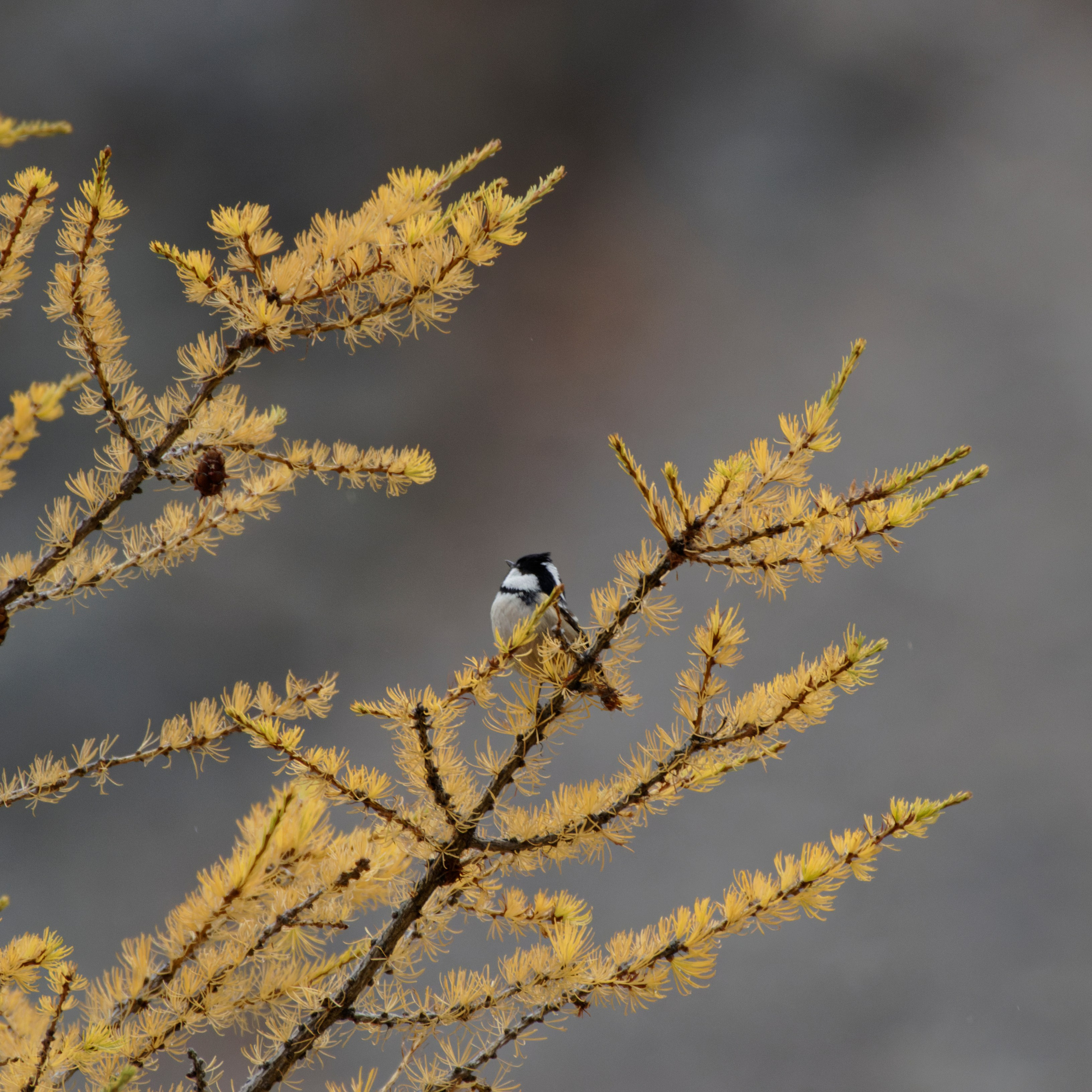 Это не фотошоп. Я видел это в горах Алтая. Семоха Валерий. Фотограф
