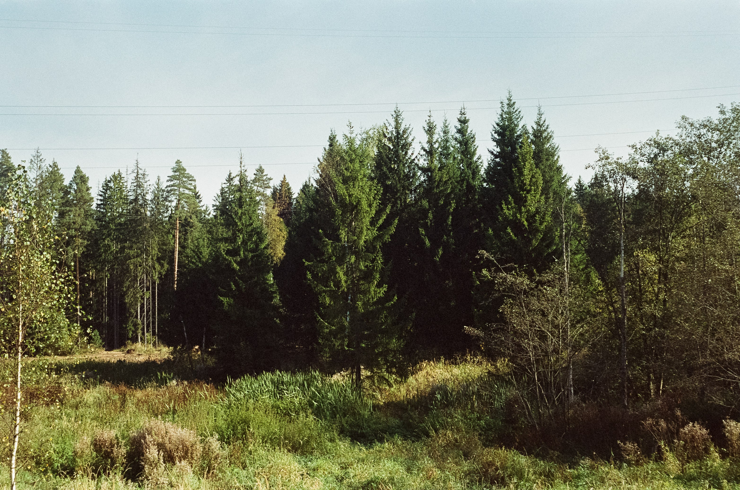 Voigtlander Vitessa / Color-Skopar 50 mm f/3.5 / Kodak Gold 100 (просрочка)