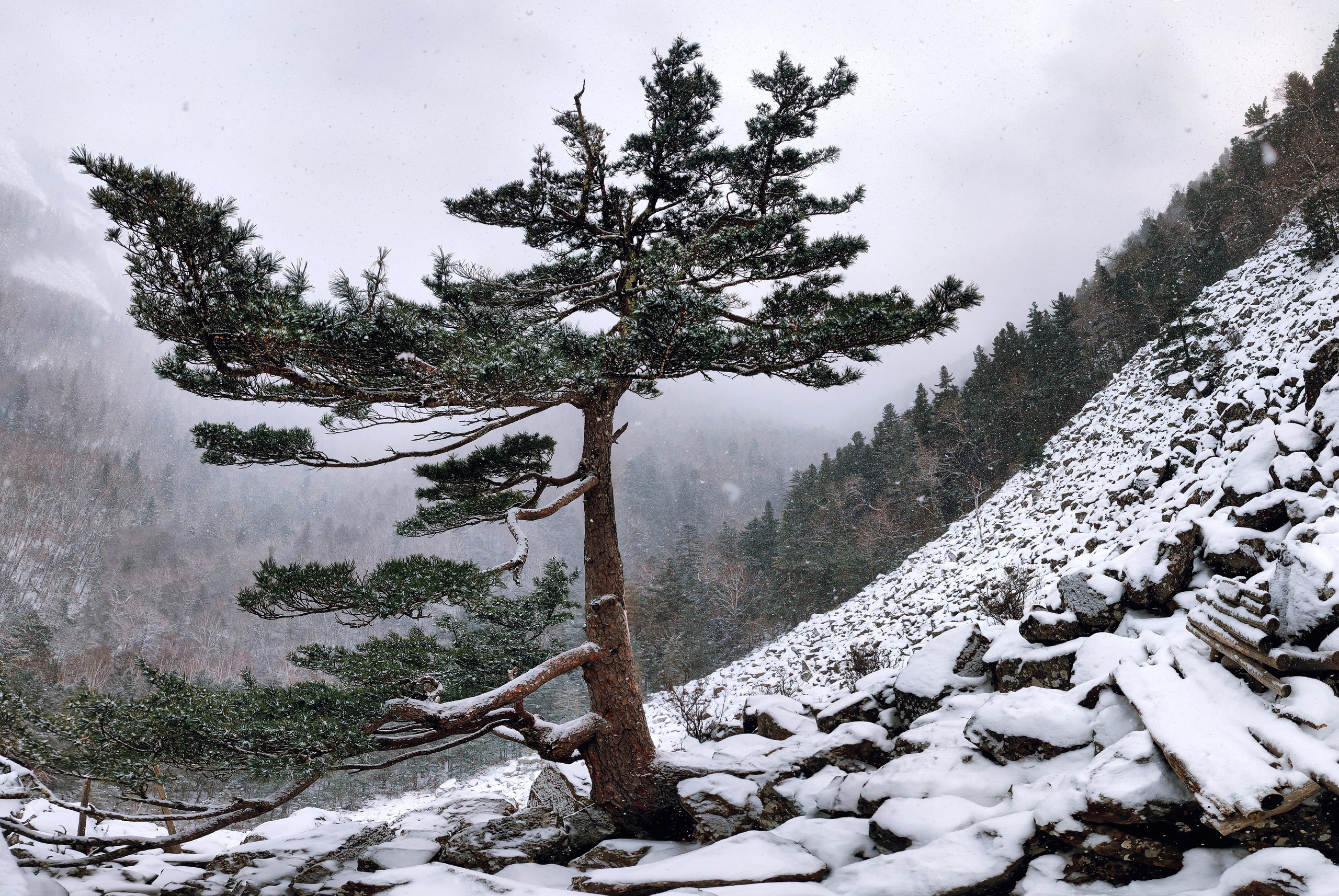 Мрачная сосна, курумник и лавочка - пейзажное фото во время снегопада