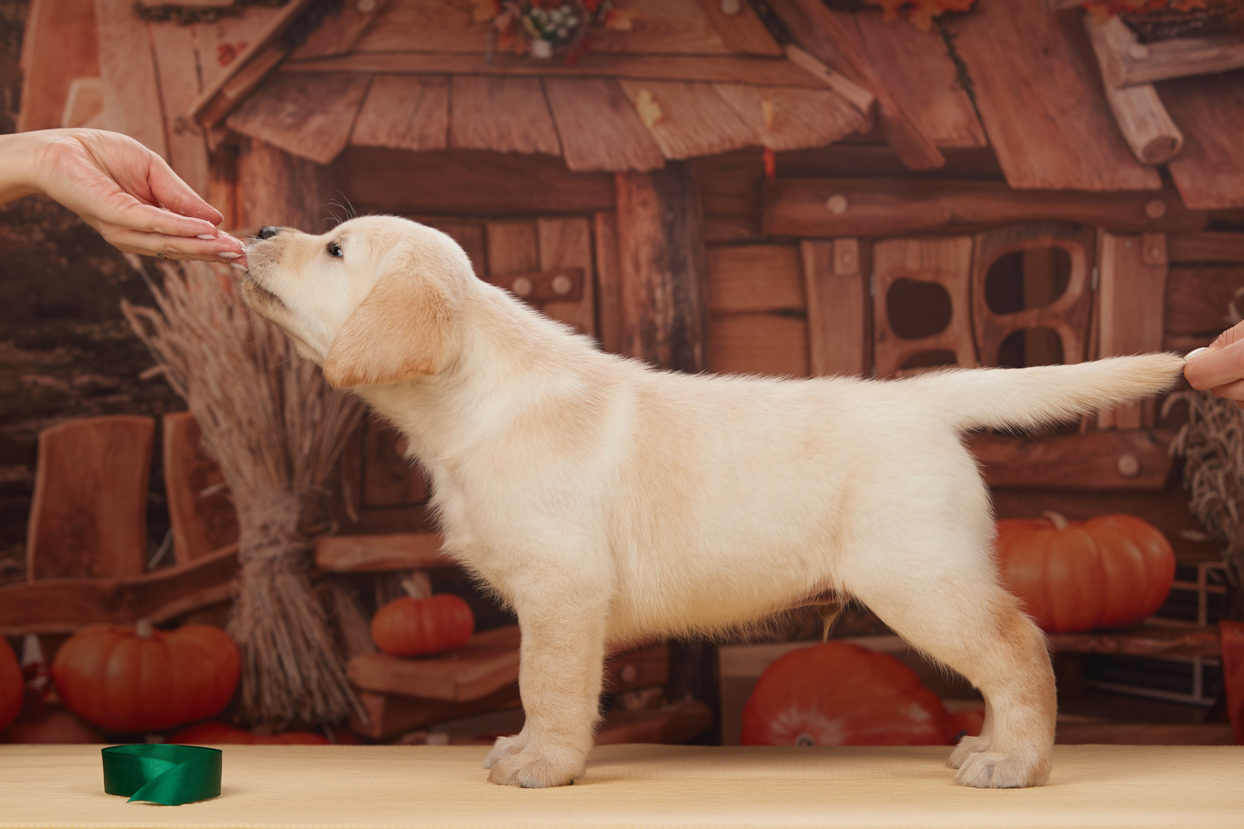 ФОТОСЪЕМКА ЩЕНКОВ НА ДОМУ. ФОТОГРАФ-АНИМАЛИСТ l LANA POLYAKOVA