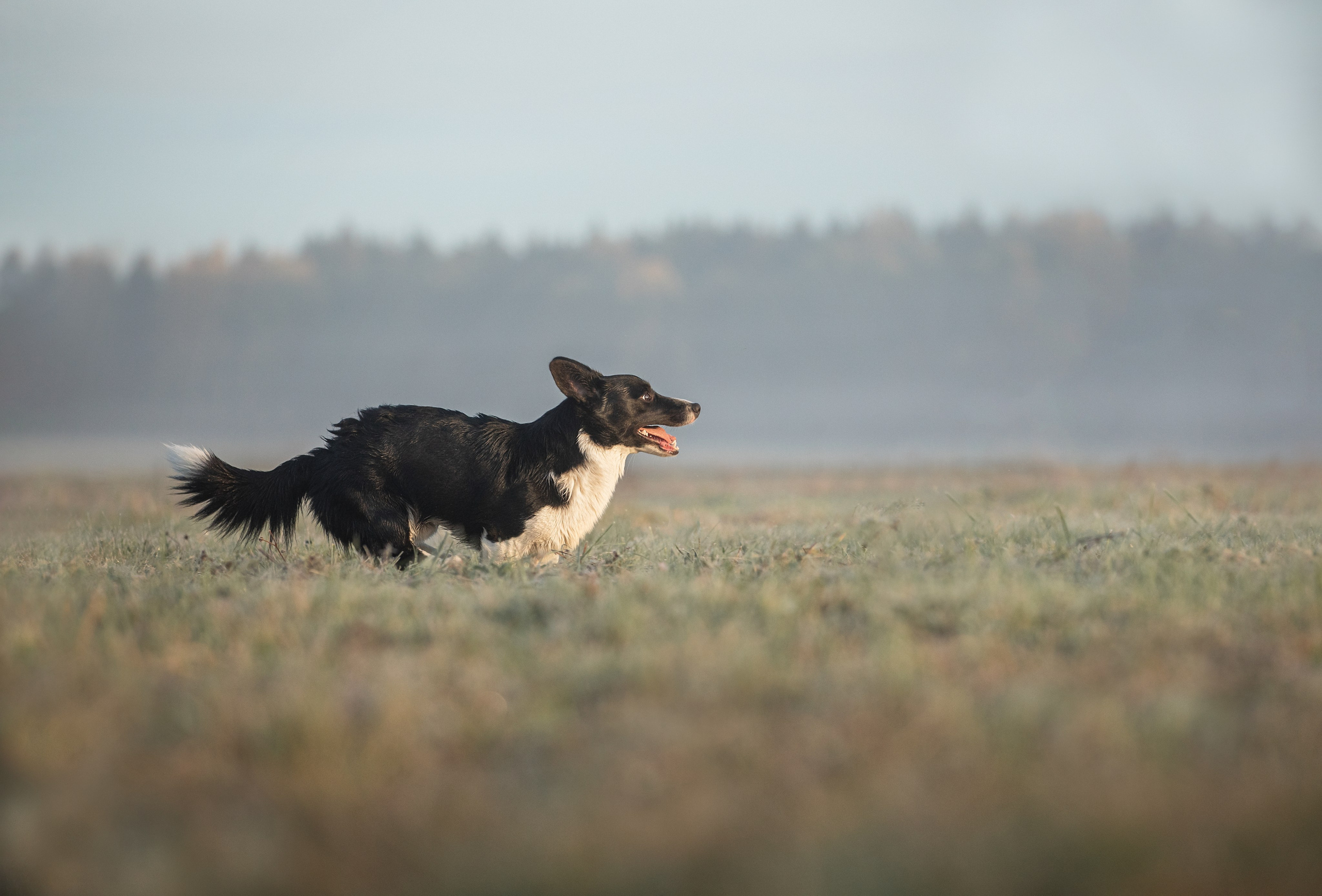 Онлайн-курс по съемке собак. Фотограф Анастасия Ветковская, Москва