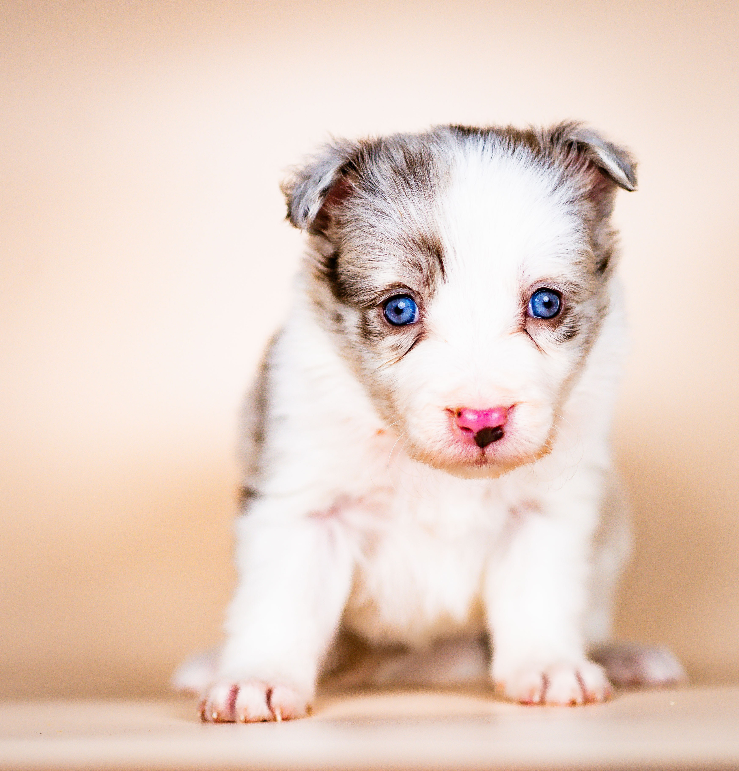 Фритсвит. Семейный фотограф Ефремова Виктория