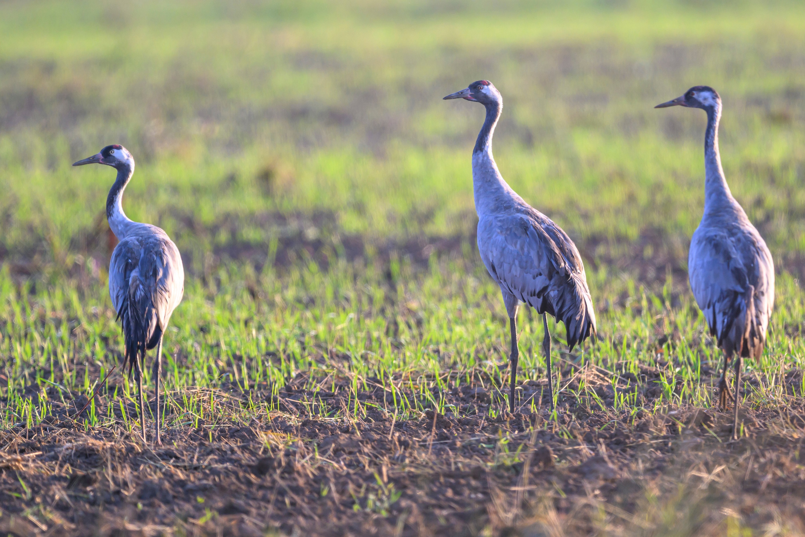 Стычка луня и осоеда, журавли. Wildlife photography by Sergey Puponin