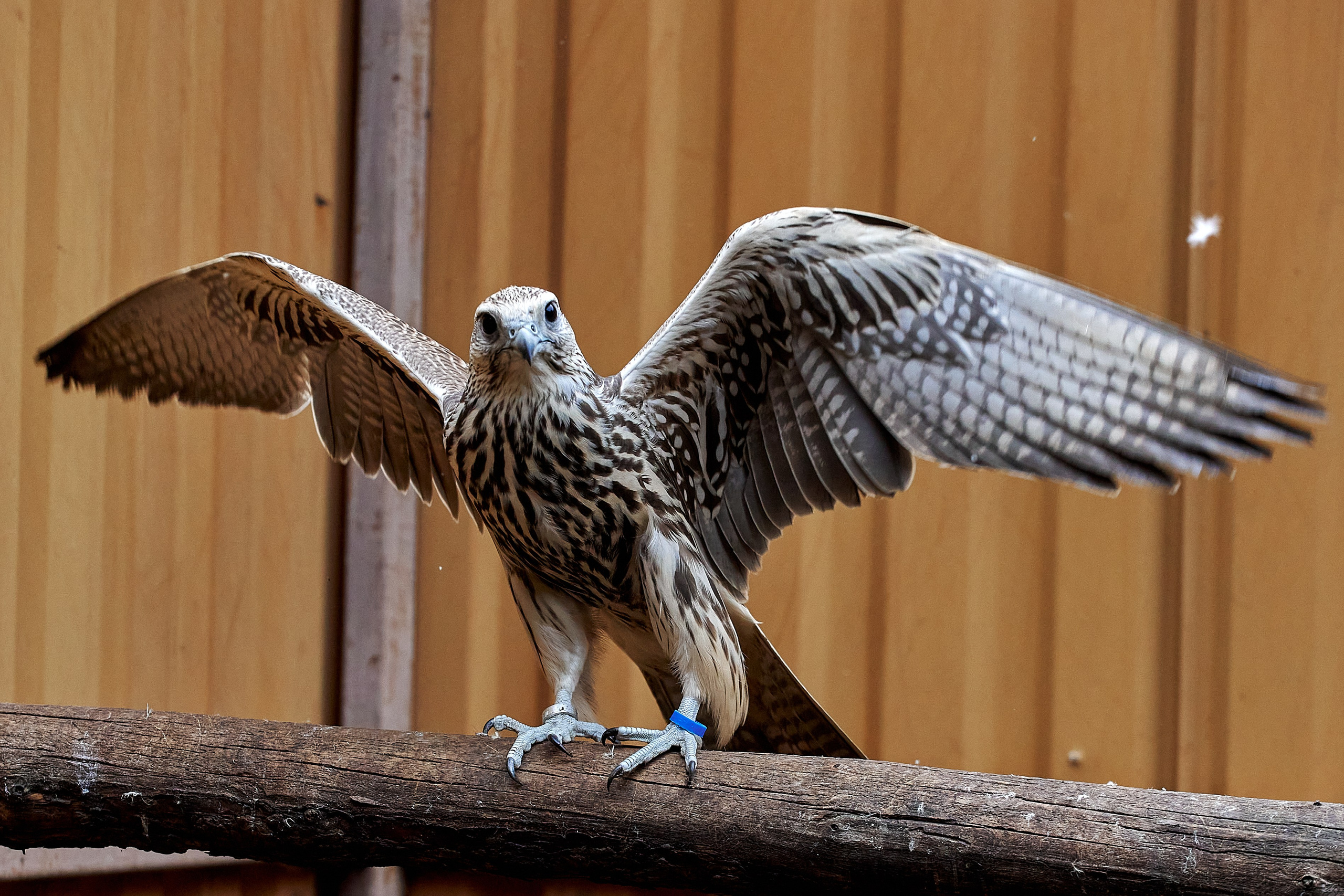 Портфолио. Свадебный репортажный и фуд фотограф в Барнауле Гайфулин Виталий