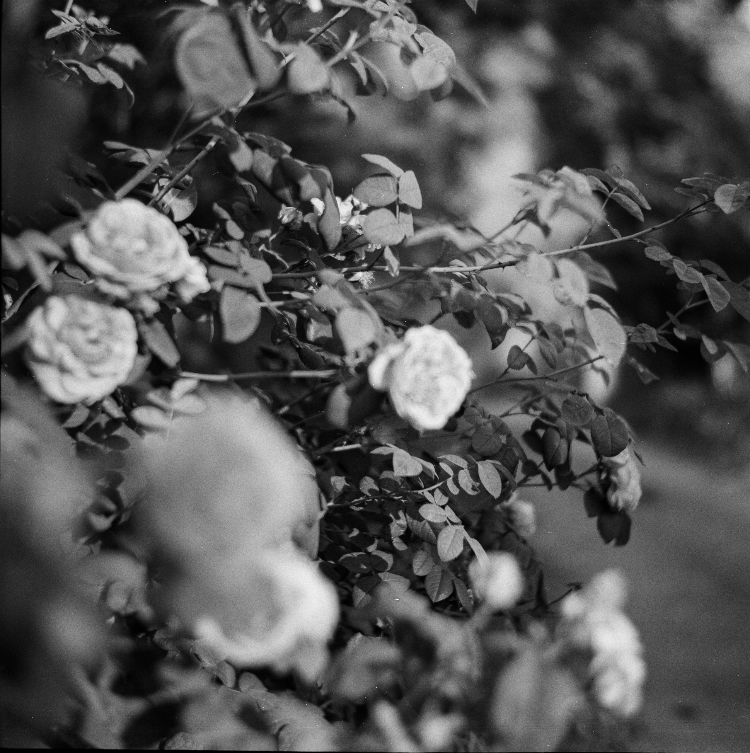 Franka Solida III — Sсhneider-Kreuznach Radionar 80 mm f2.9 V