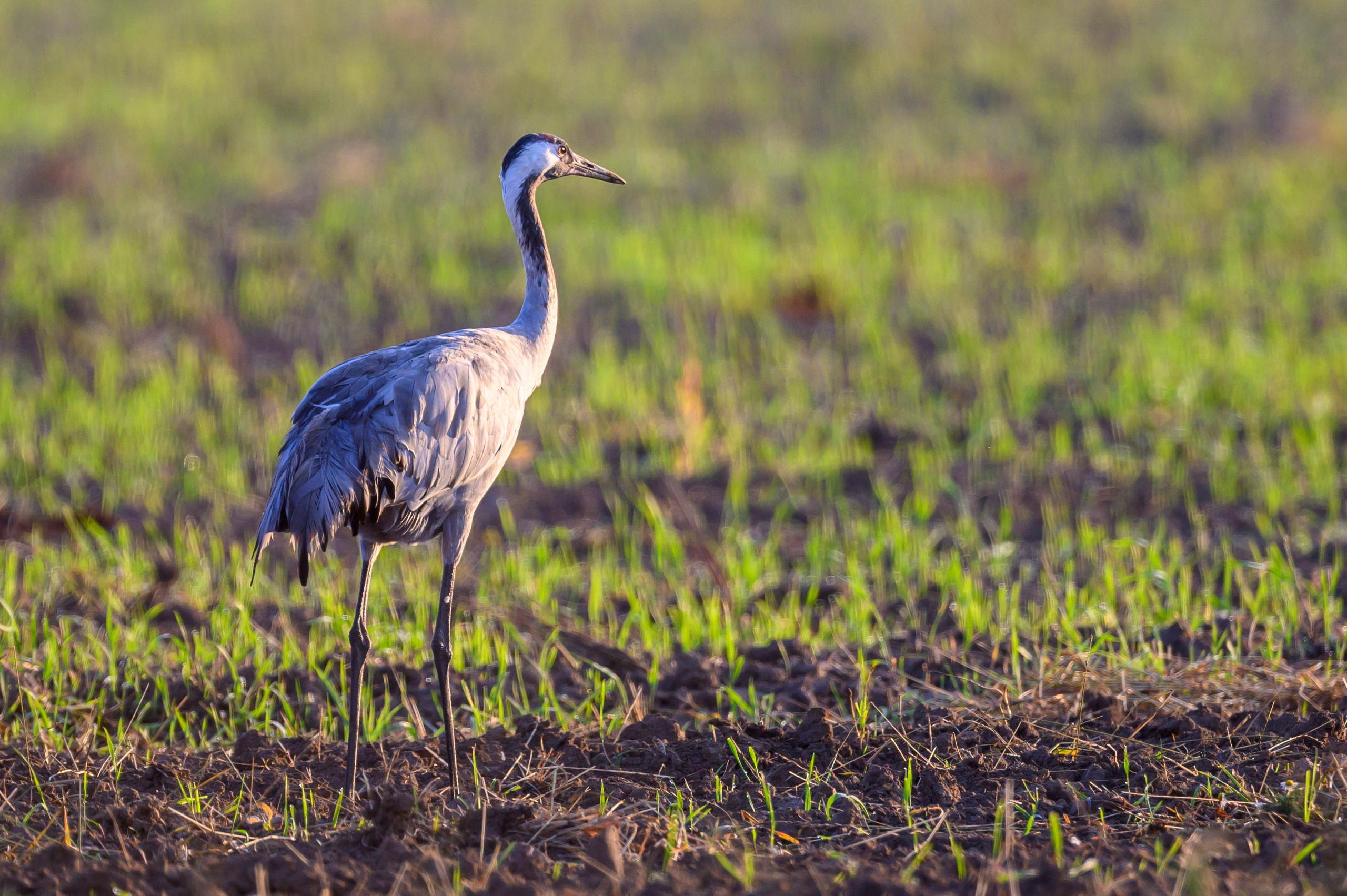 Стычка луня и осоеда, журавли. Wildlife photography by Sergey Puponin