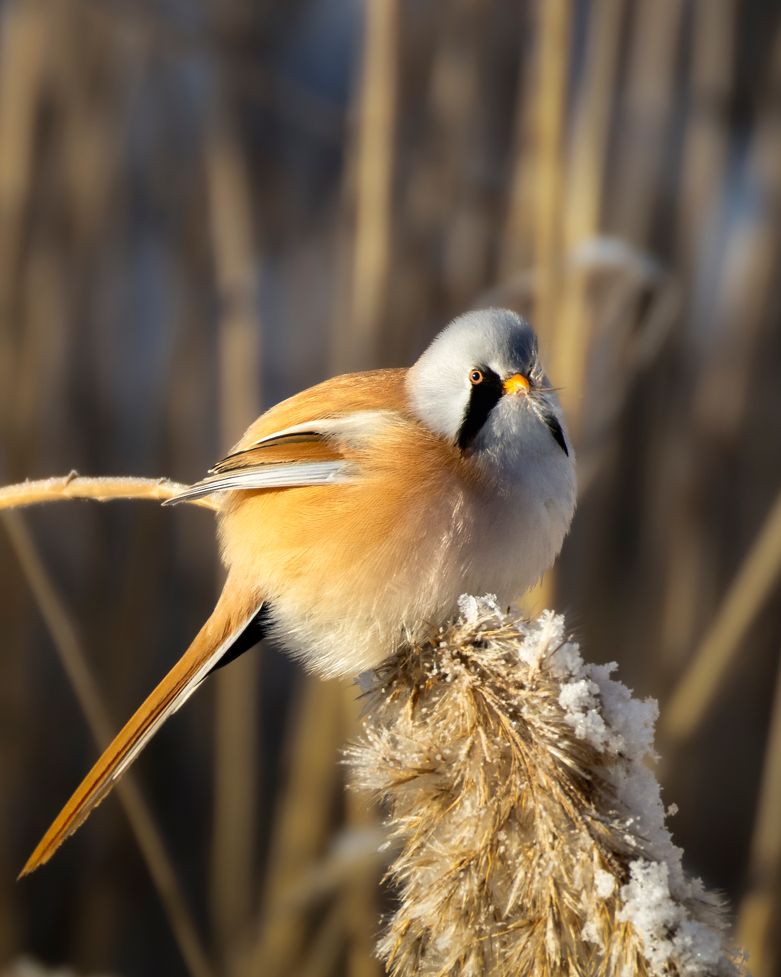 Фотограф дикой природы Роман Исаенков