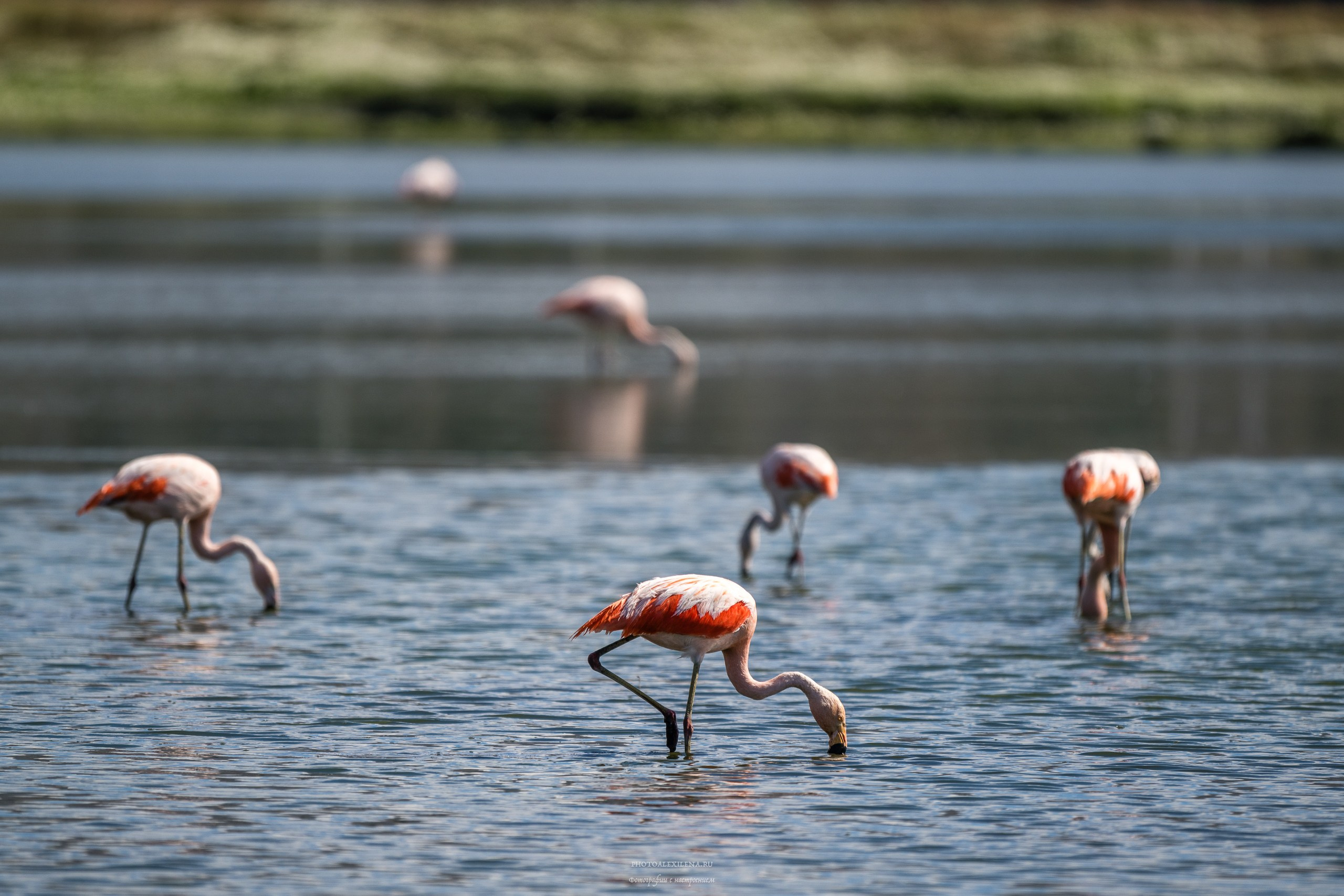 Ледник Перито-Морено, Лагуна Нимез и озеро Архентино. Авторские стильные фотокартины