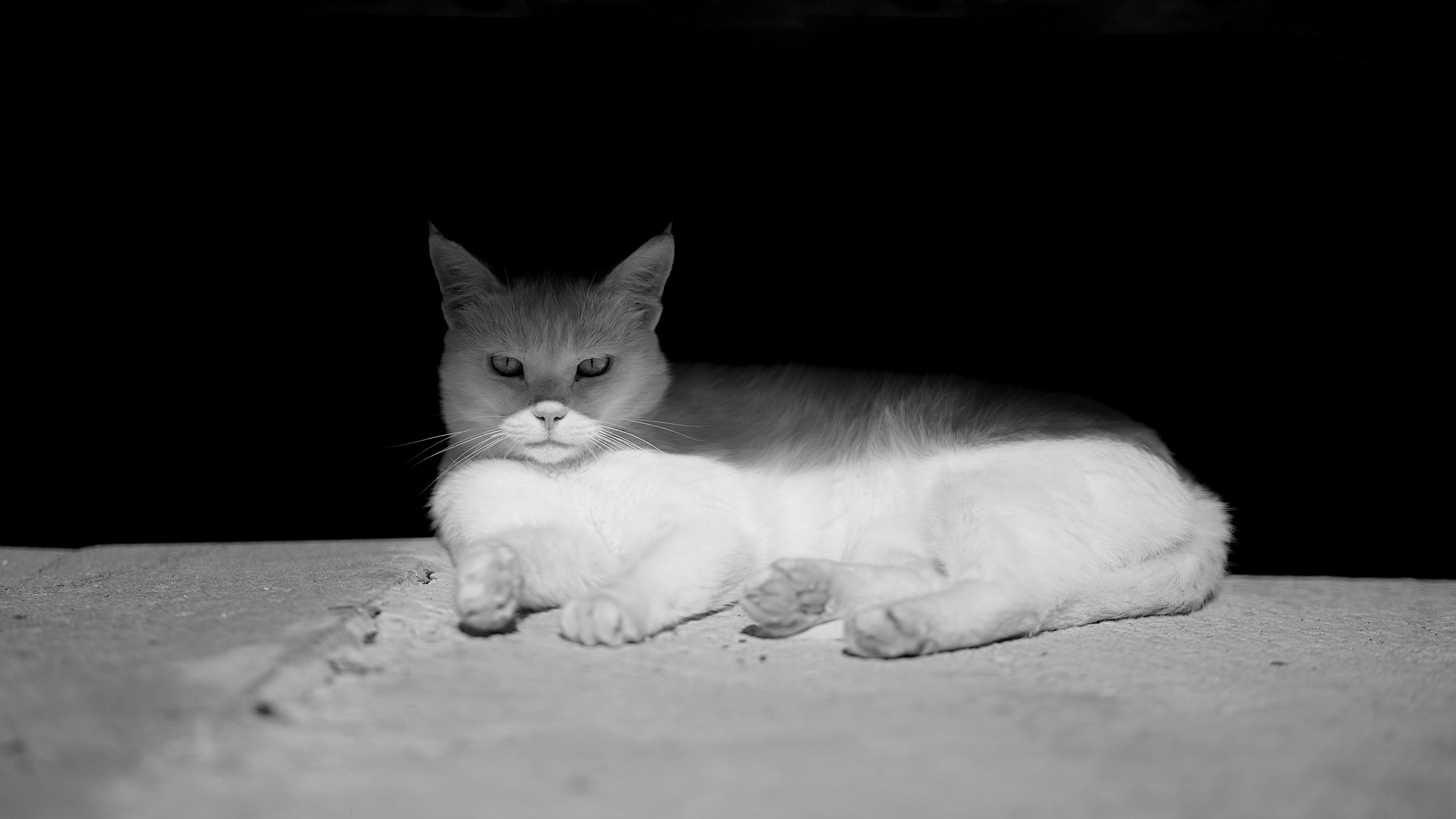 Улицы Люди на улицах Природа Животные — фотограф Оля Волчкова