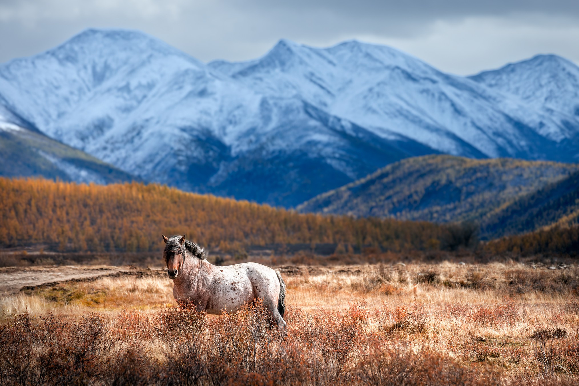 Сибирь. High-quality interior photos for your home, office, hotel