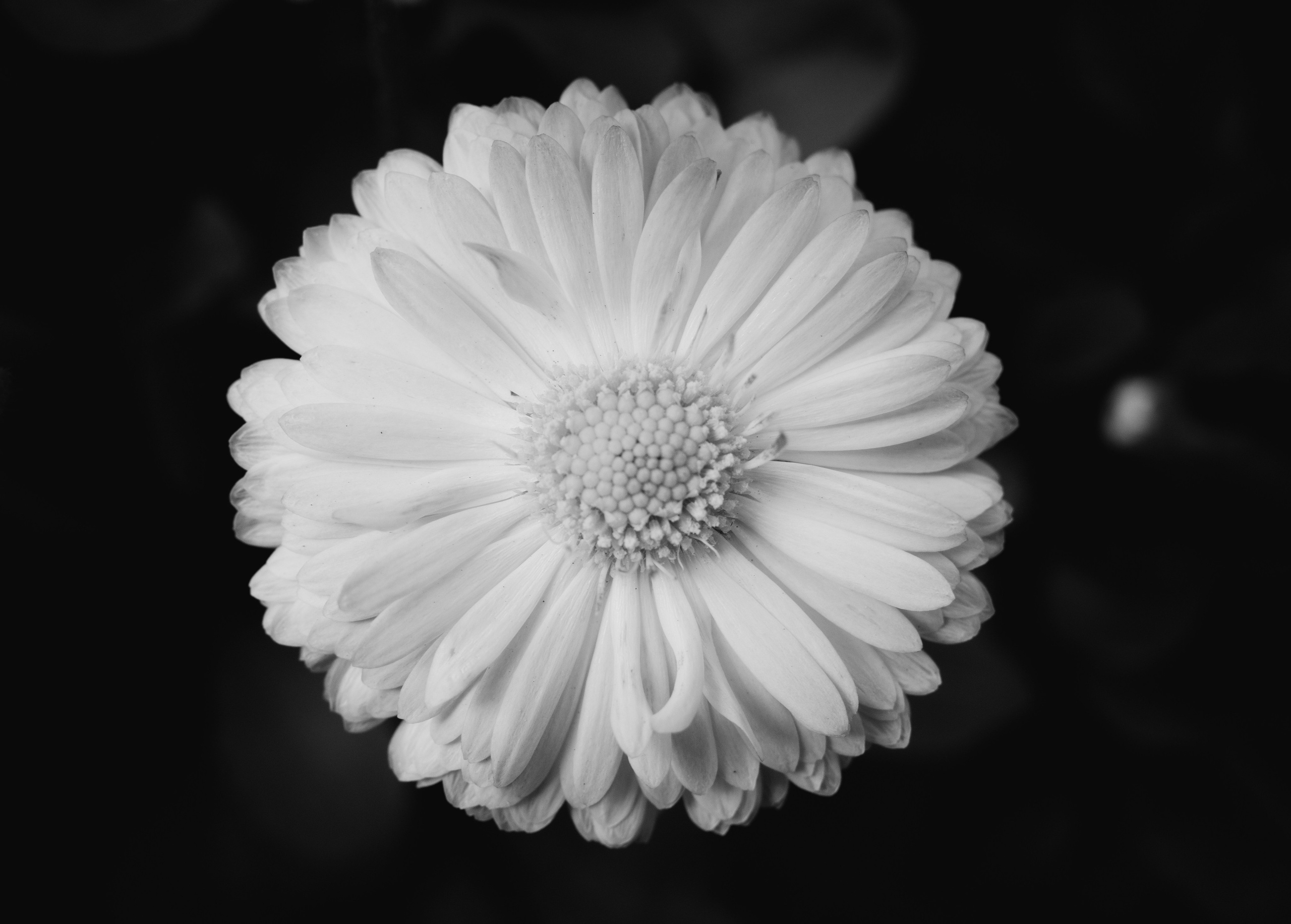 д.Солокого, 10.06.2024