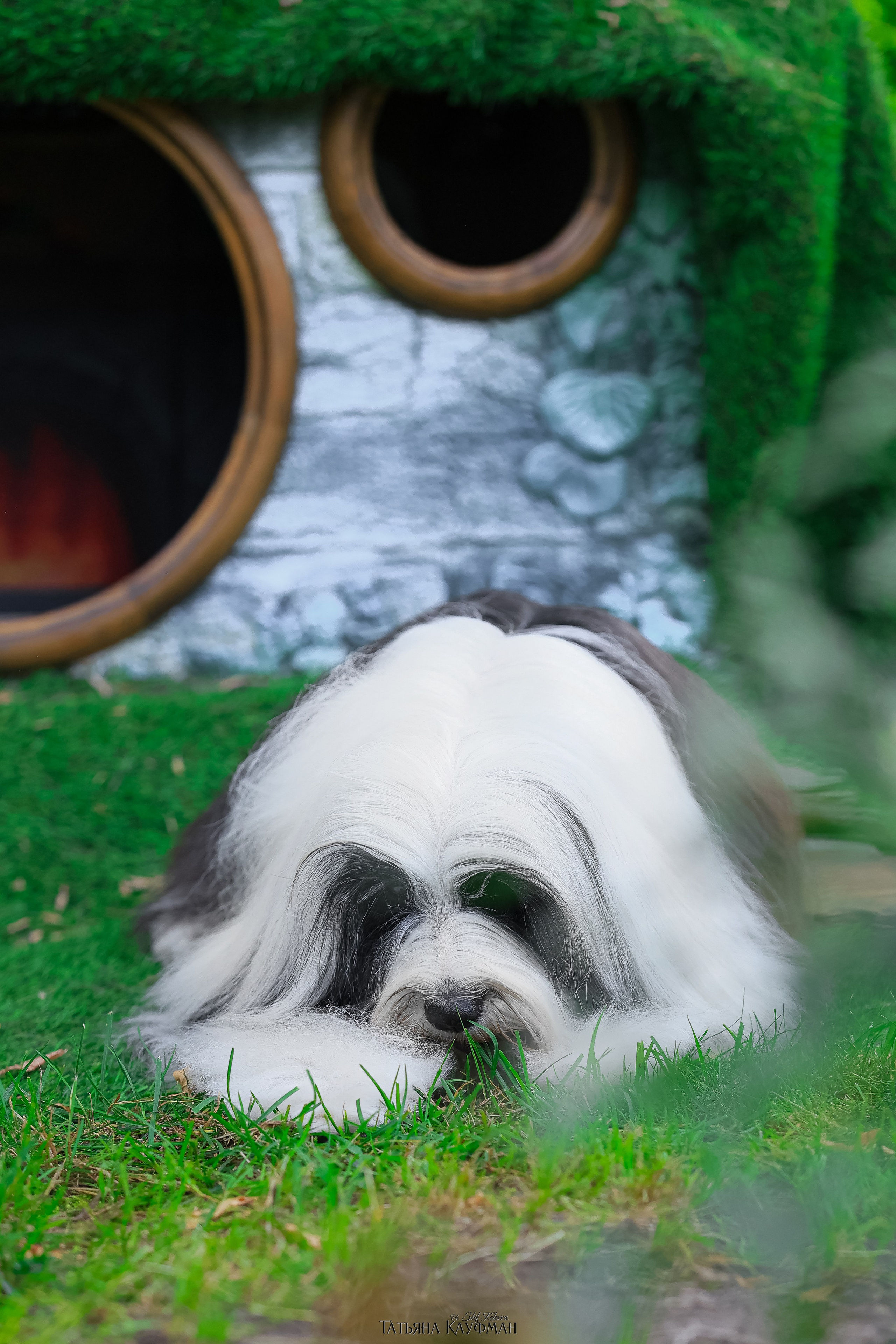 Тибетские терьеры. Фотограф Анималист из Новосибирска Татьяна Кауфман