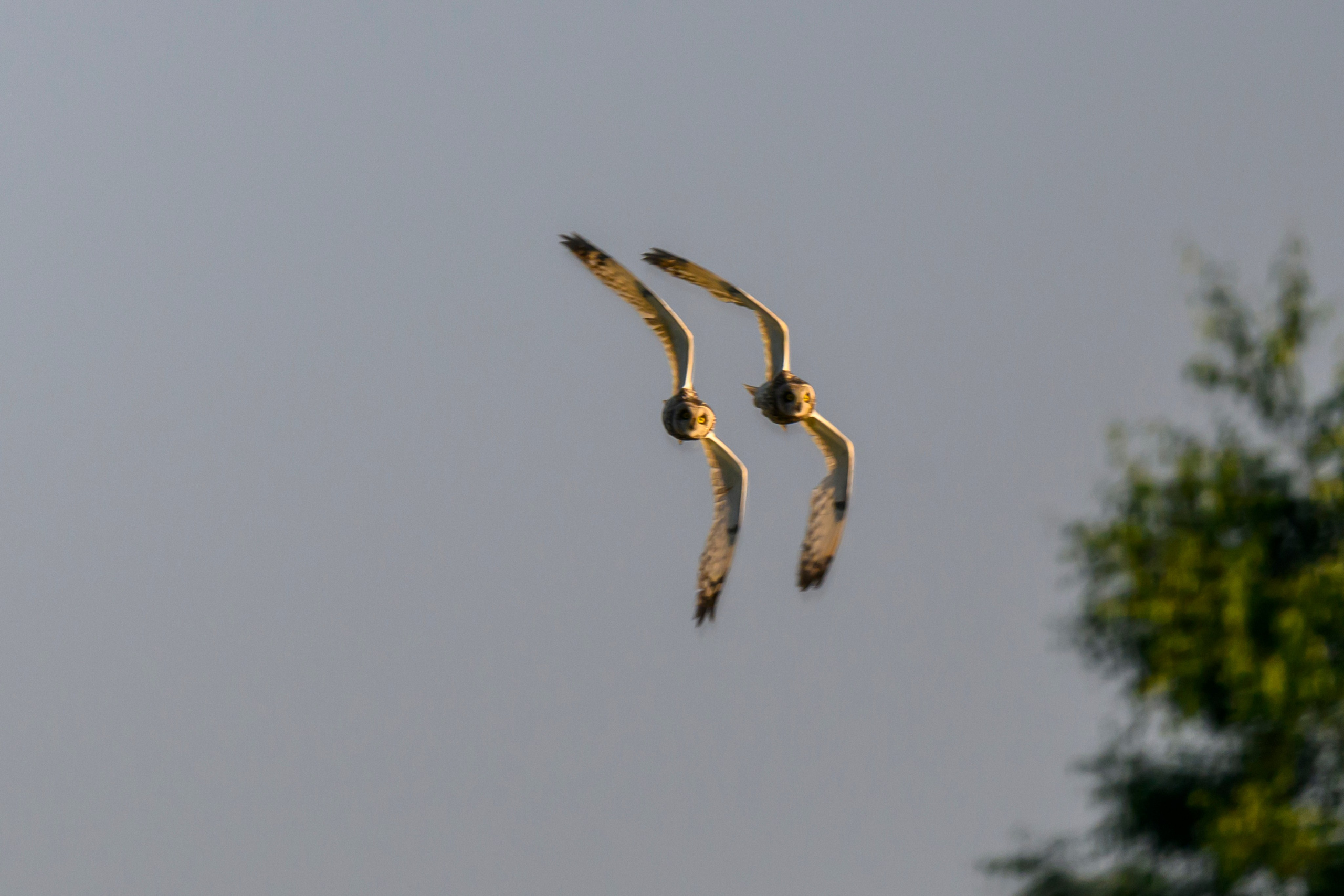 Битва сов и кормление совят. The Owl Battle and Feeding the Nestlings. Фотограф Сергей Пупонин