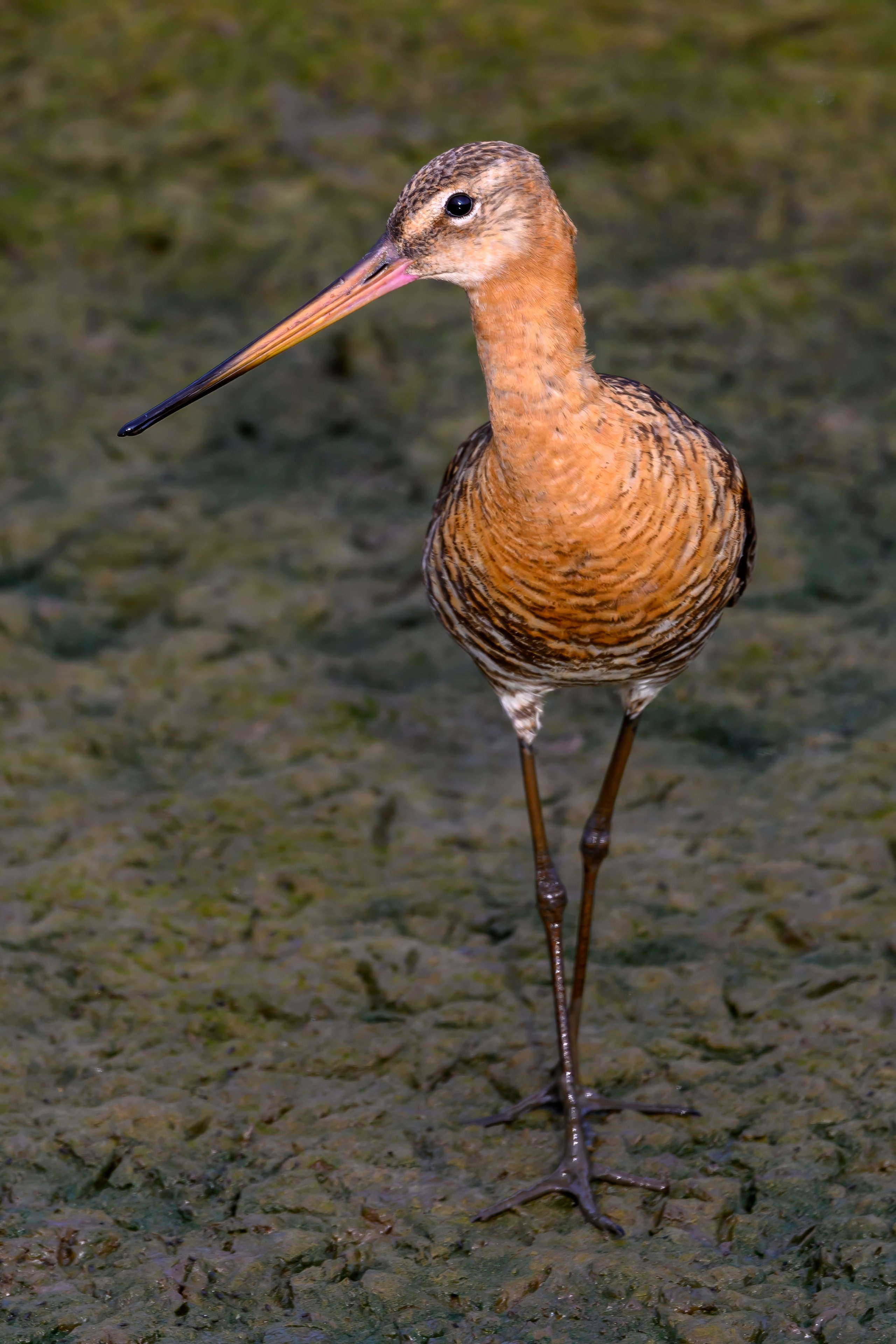 Совы и аисты. Owls and Storks. Wildlife photography by Sergey Puponin