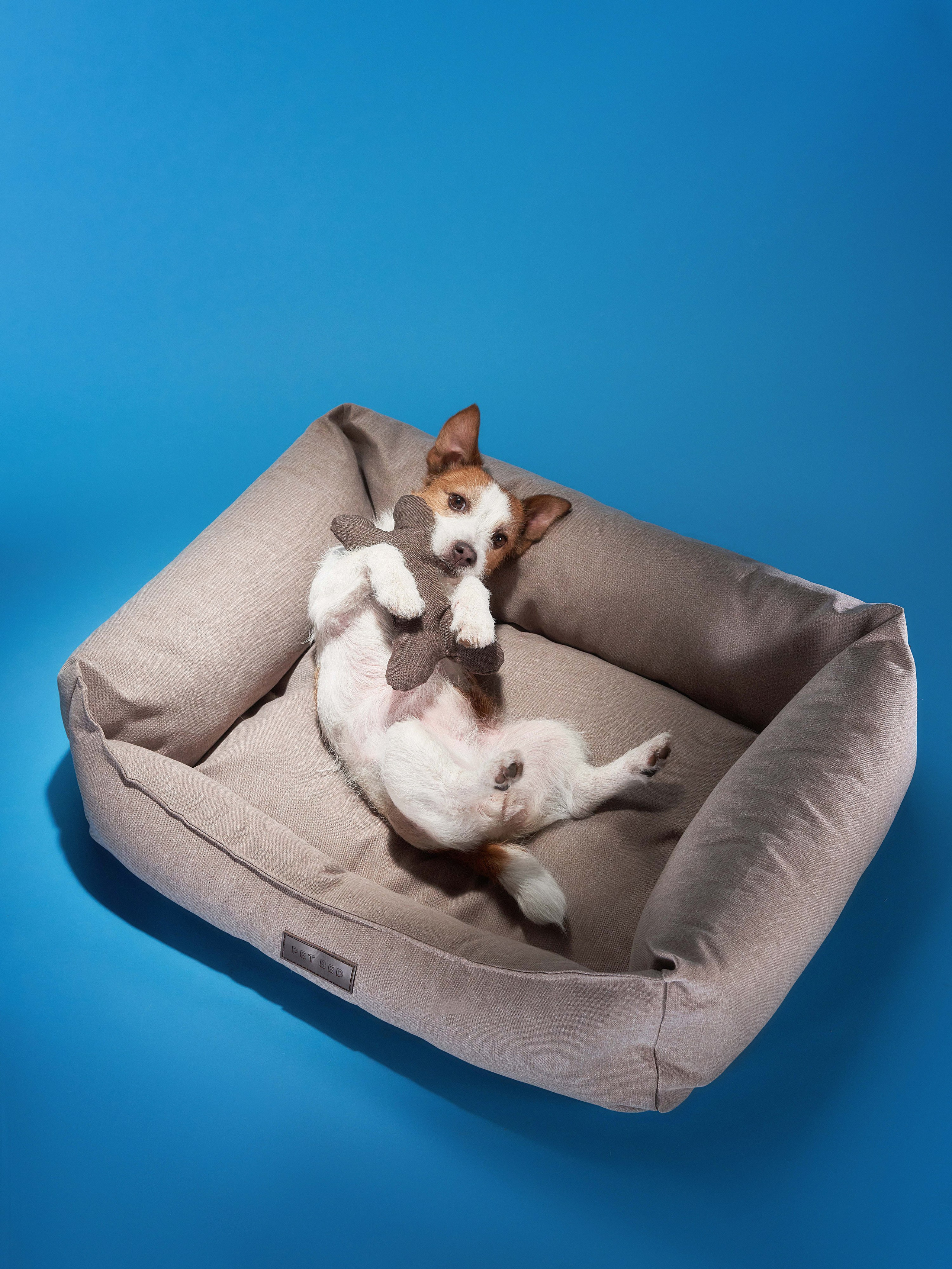 Pet Advertising Photography | Commercial Shoots with Dogs & Cats. Dog photographer Averianova Anna — Art photography of dogs